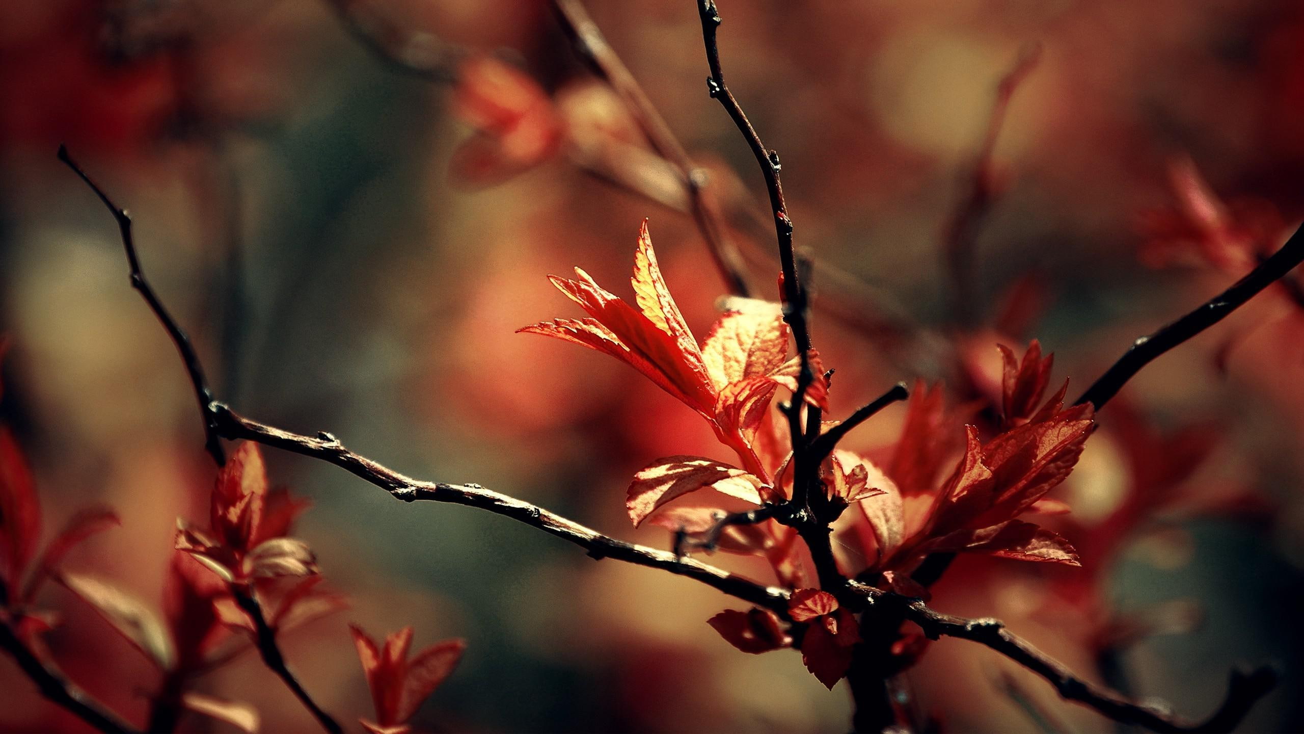 2560x1440, tree, 2K, brown, branch, photography, leaved, leaves, leaf, fall, autumn, HD Wallpaper