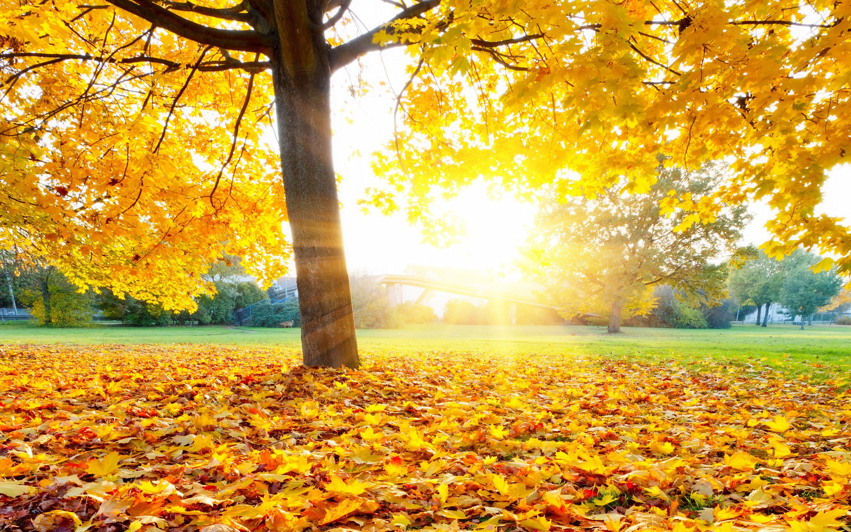 2K, maple, leaves, park, autumn leaves, fall, autumn, tree, HD Wallpaper