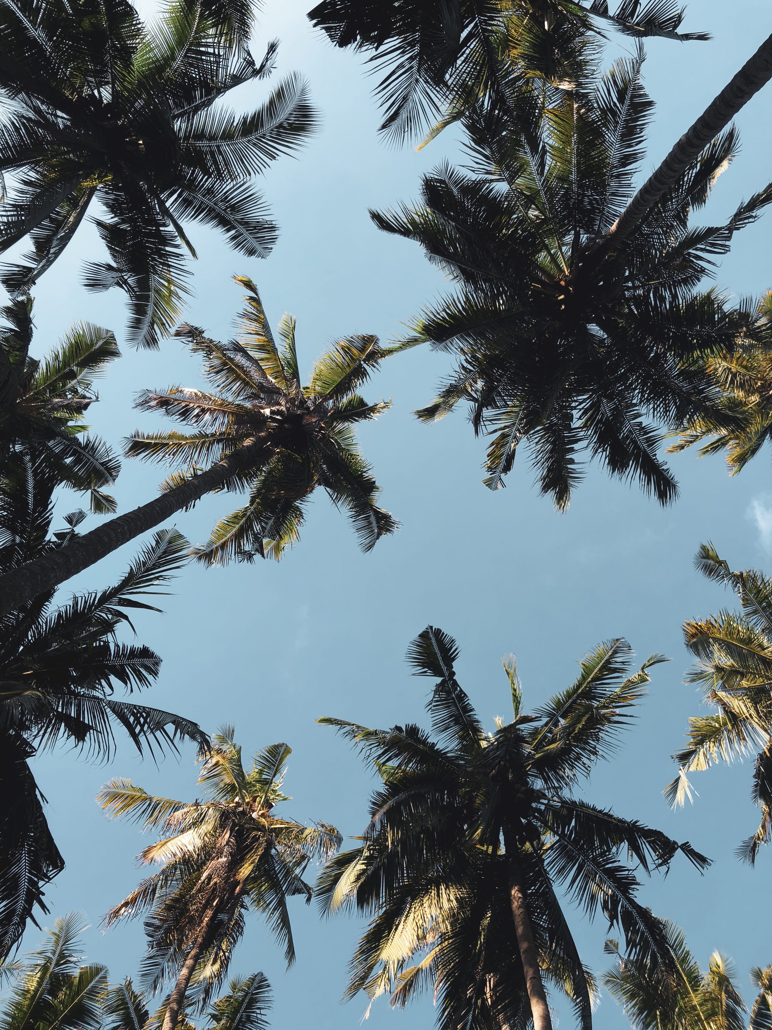 exotic, day, low, relax, trees, photography, looking up, tropical, 4K, palm Tree, branch, android, beauty In Nature, vacations, forest, sea, Phone HD Wallpaper