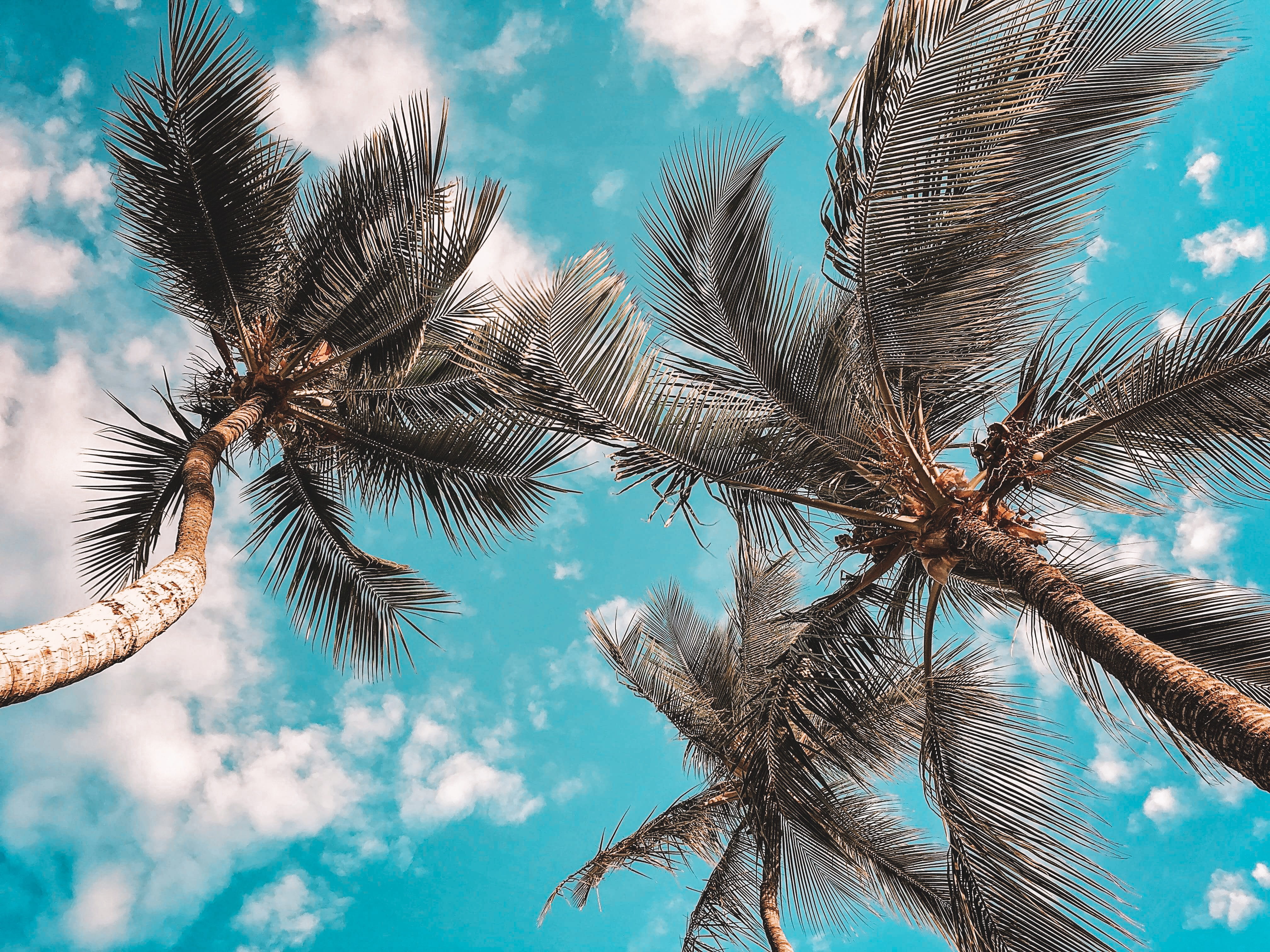 tranquility, nature, plant, outdoors, palm trees, blue, day, sky, low angle view, directly below, coconut palm tree, no people, sunlight, tropical, leaf, HD Wallpaper