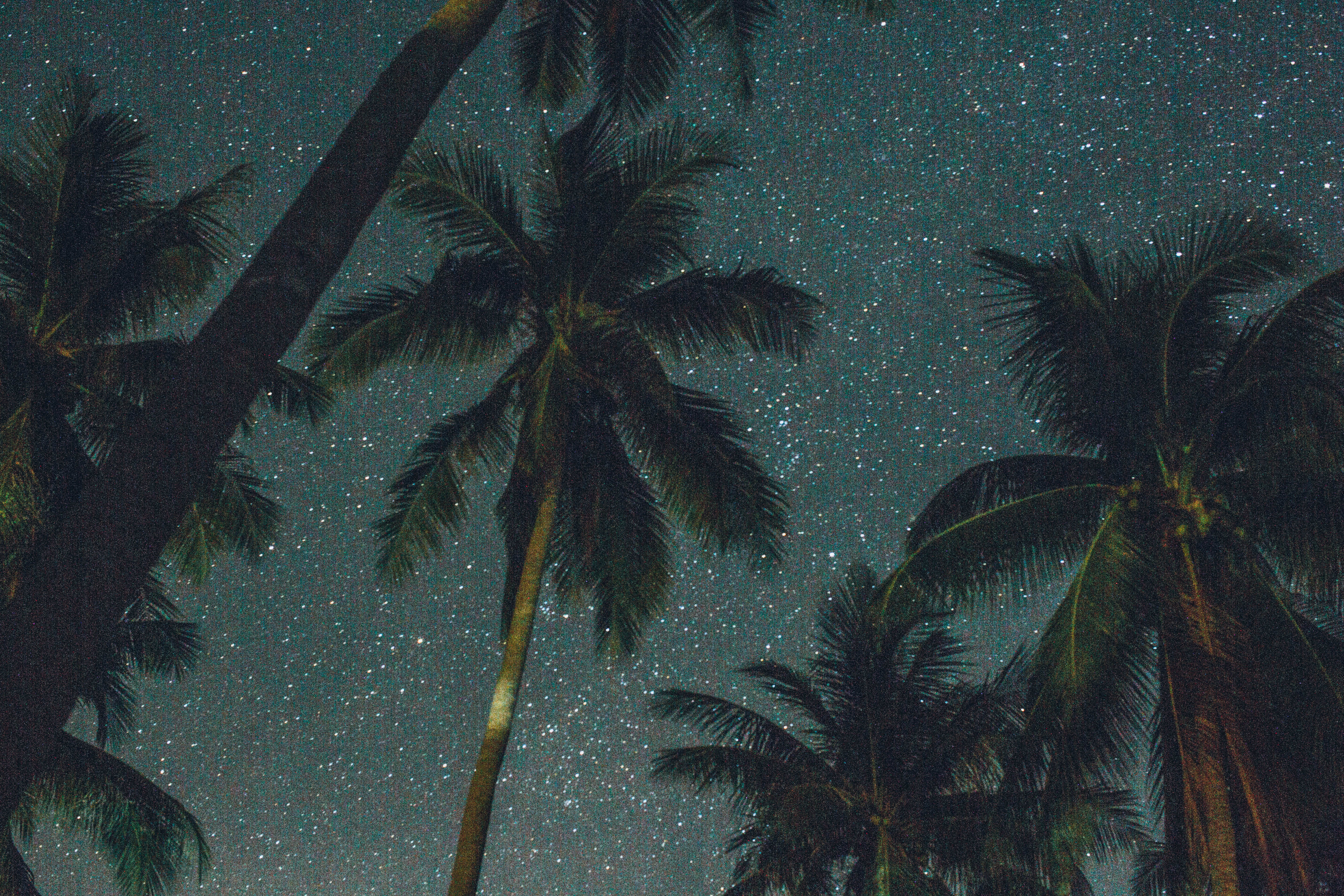beauty in nature, angle, palm trees, palm leaves, outdoors, 5K, tranquil scene, evening, trees, leaf, tree trunk, space, photo, palm tree, HD Wallpaper