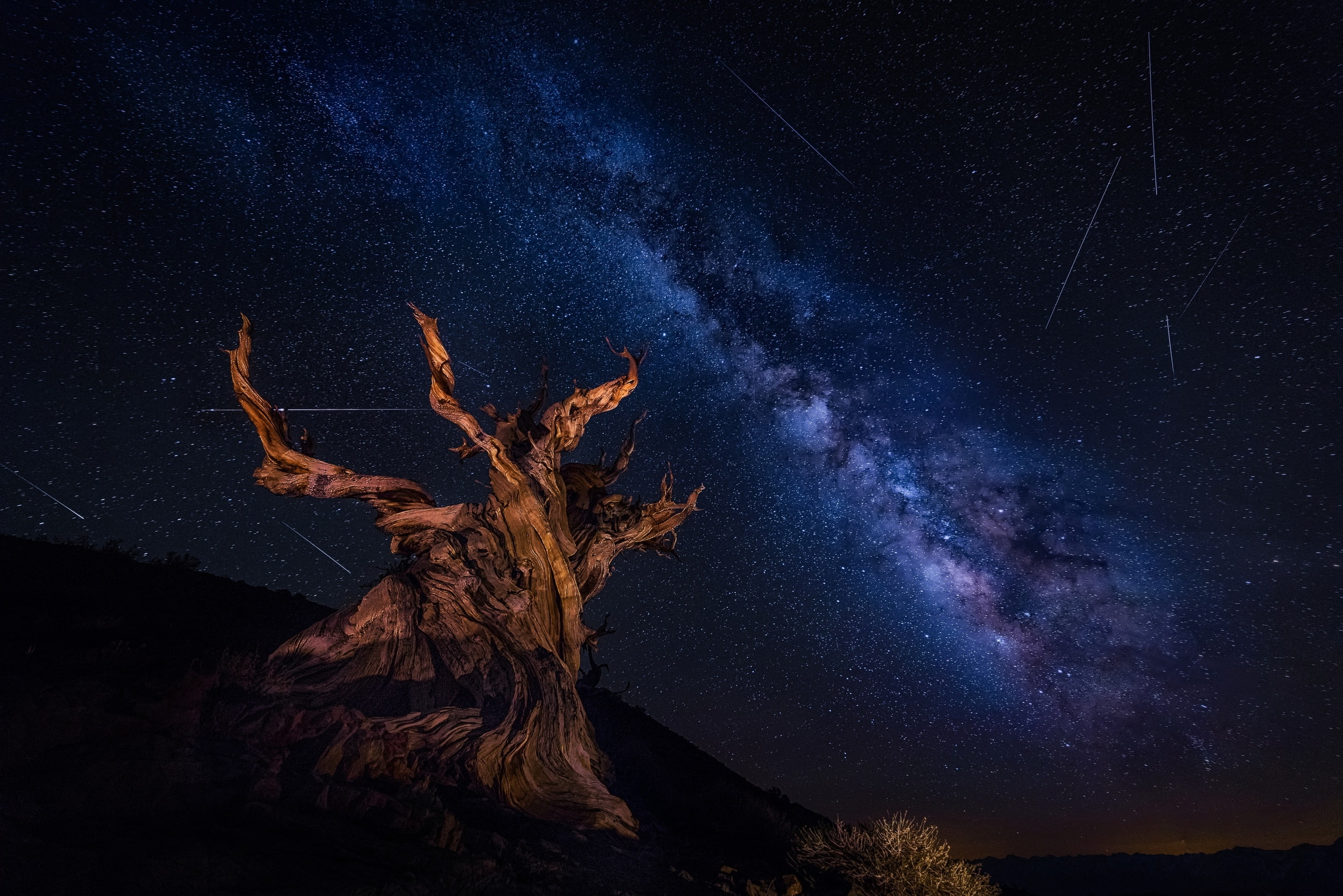 star - space, Space, plant, old tree, beauty in nature, nature, tree, milky way, galaxy, tranquil scene, star field, low angle view, sky, star, outdoors, HD Wallpaper