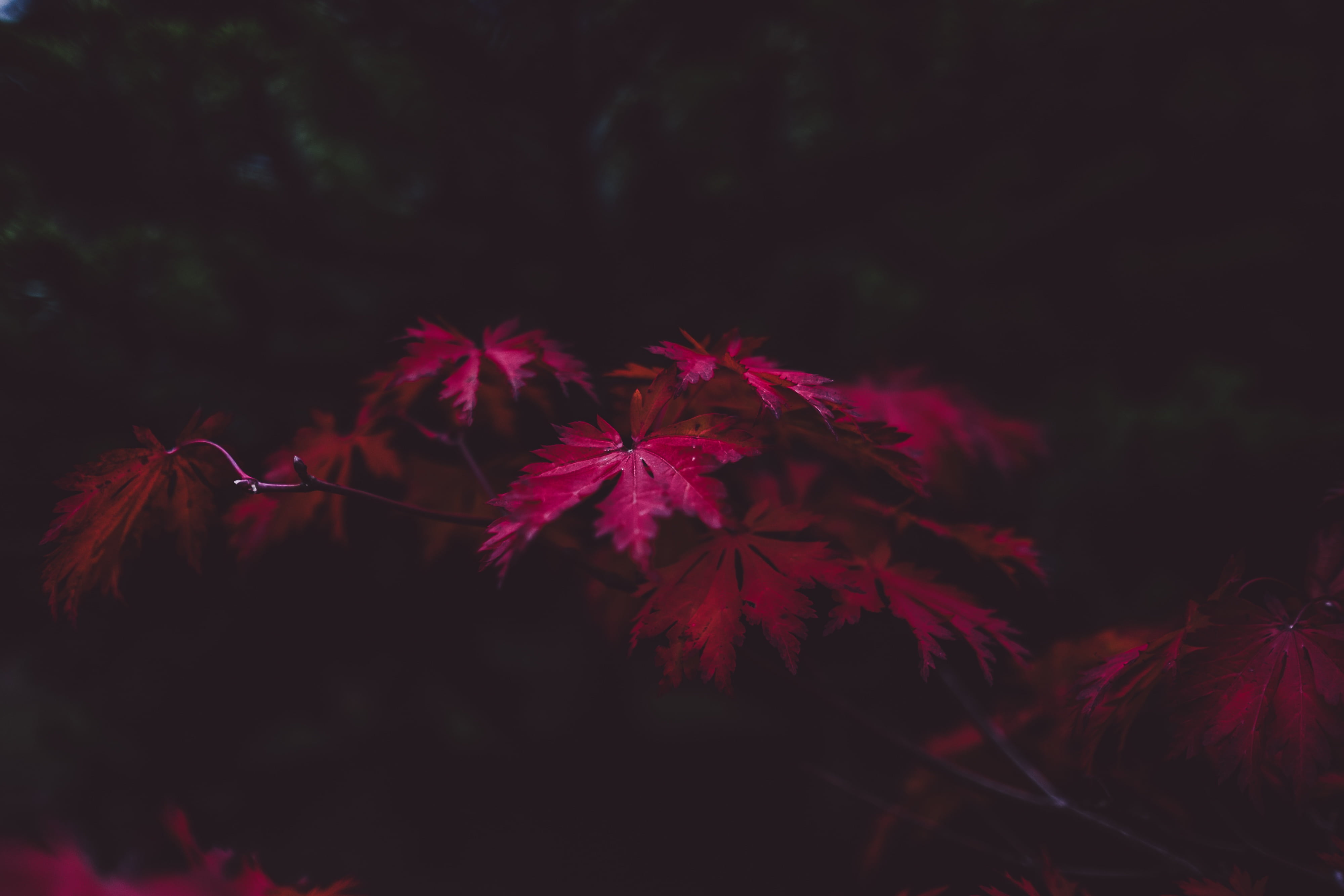 leaved, leaves, purple, 4K, red, freshness, selective focus, close-up, dark, plant, vulnerability, star - space, tranquility, night, flower, growth, pink, HD Wallpaper