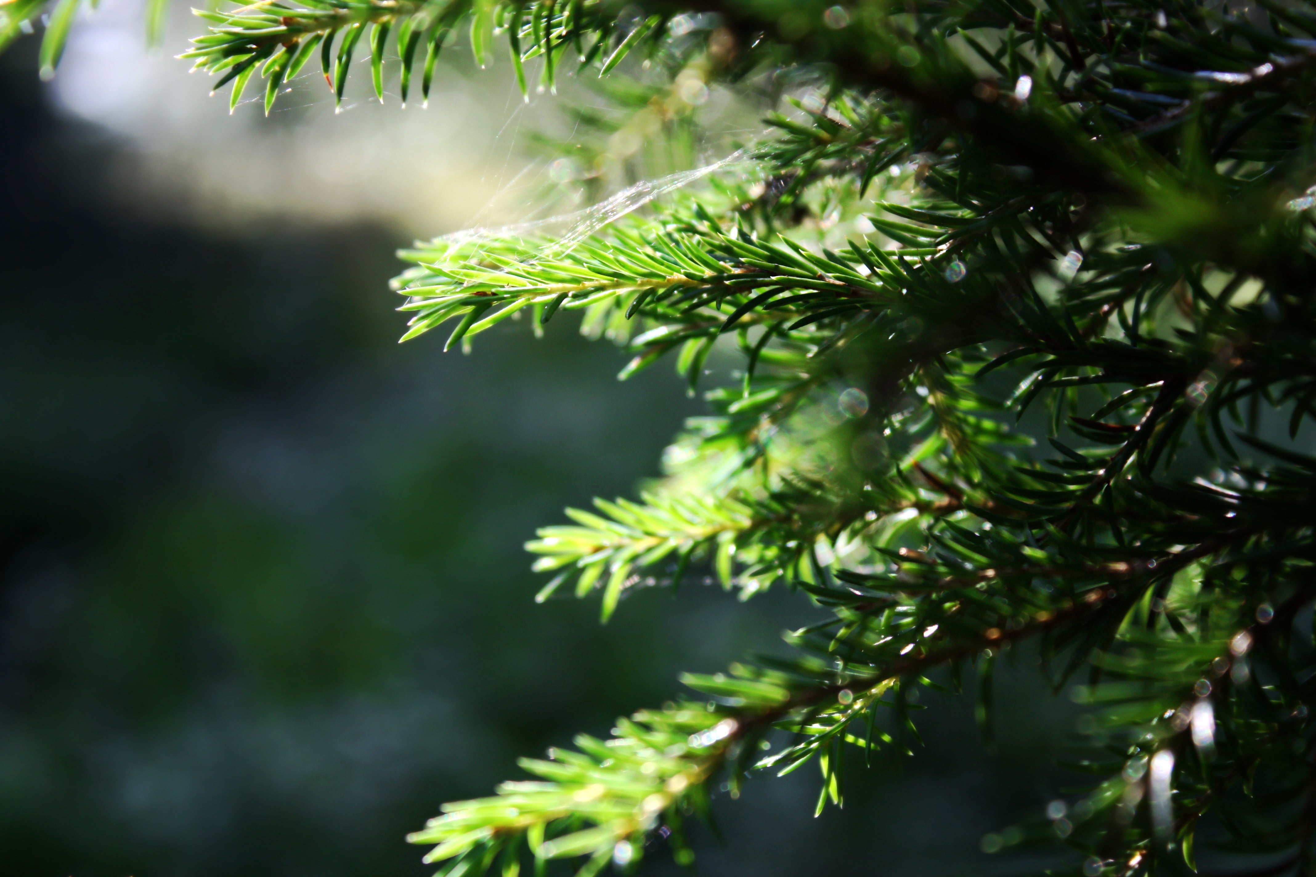 day, branch, leaf, focus on foreground, trees, pine tree, green, nature, growth, fir tree, outdoors, beauty in nature, plant, rainy season, tree, raindrop, HD Wallpaper