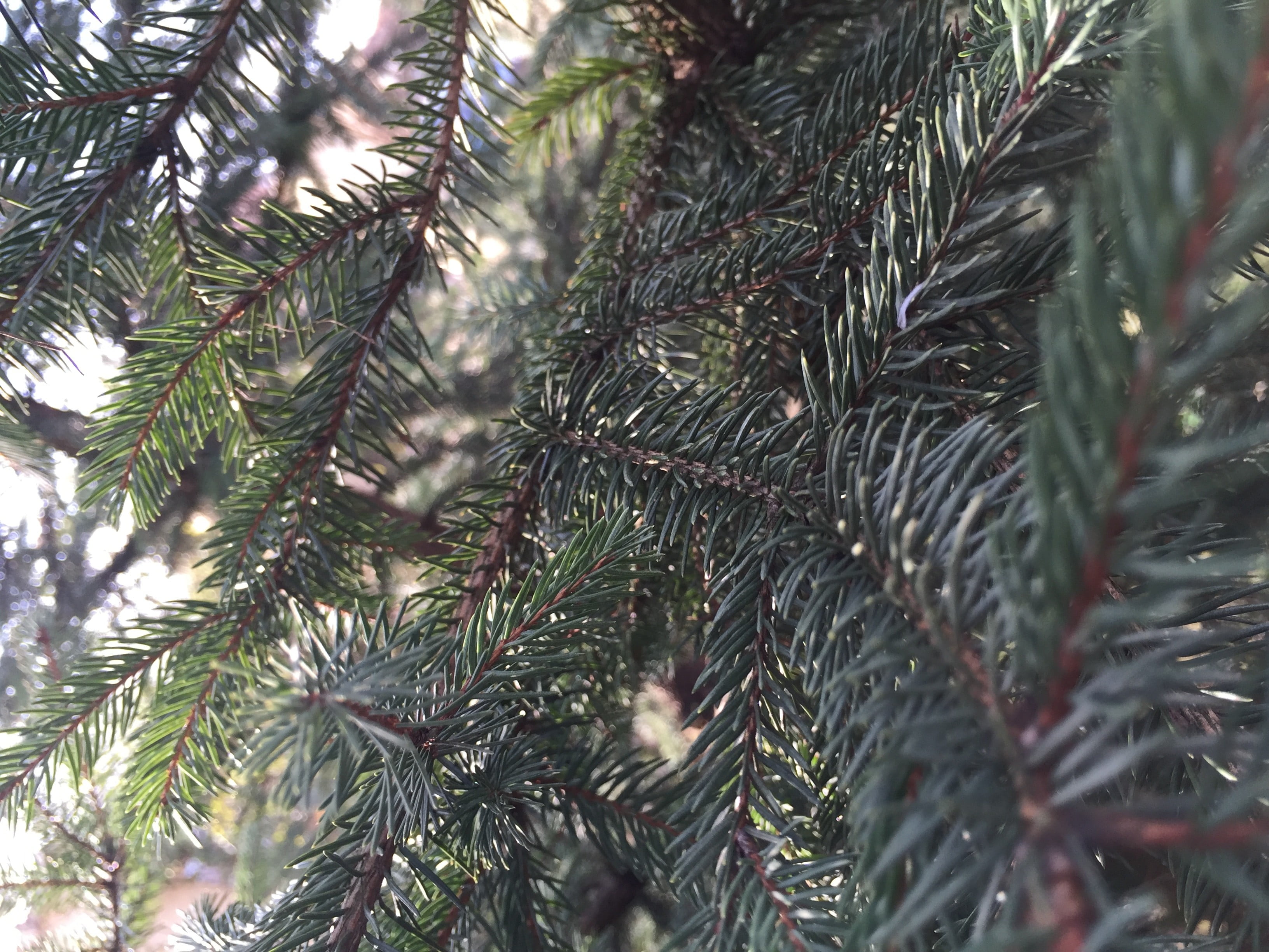 no people, day, beauty in nature, outdoors, 2K, close-up, needle - plant part, branch, selective focus, fir-tree, nature, pine tree, coniferous tree, focus on foreground, HD Wallpaper