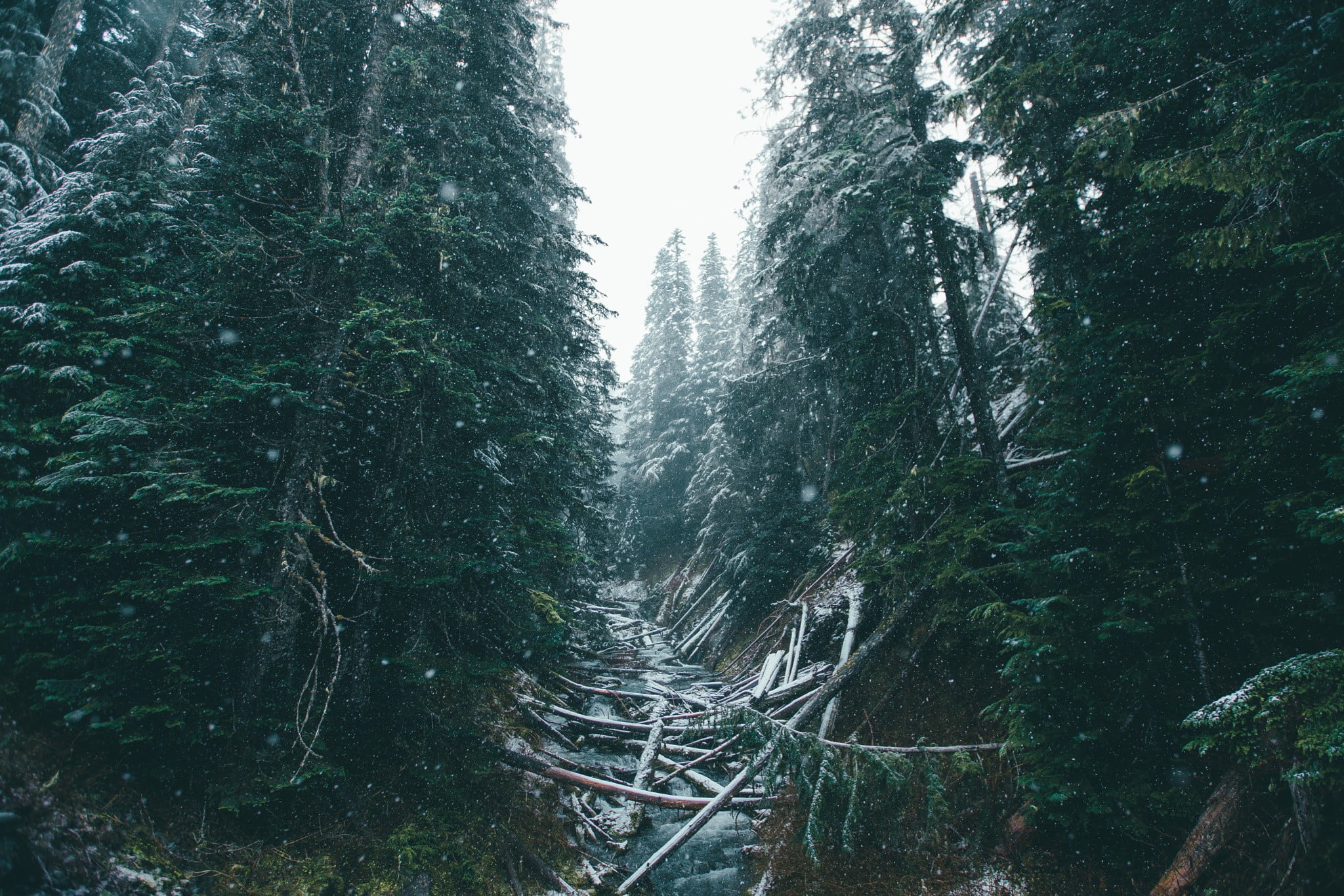 idyllic, green color, snow, winter, forest, woodland, outdoors, coniferous tree, nature, plant, scenics - nature, no people, tranquil scene, tranquility, HD Wallpaper