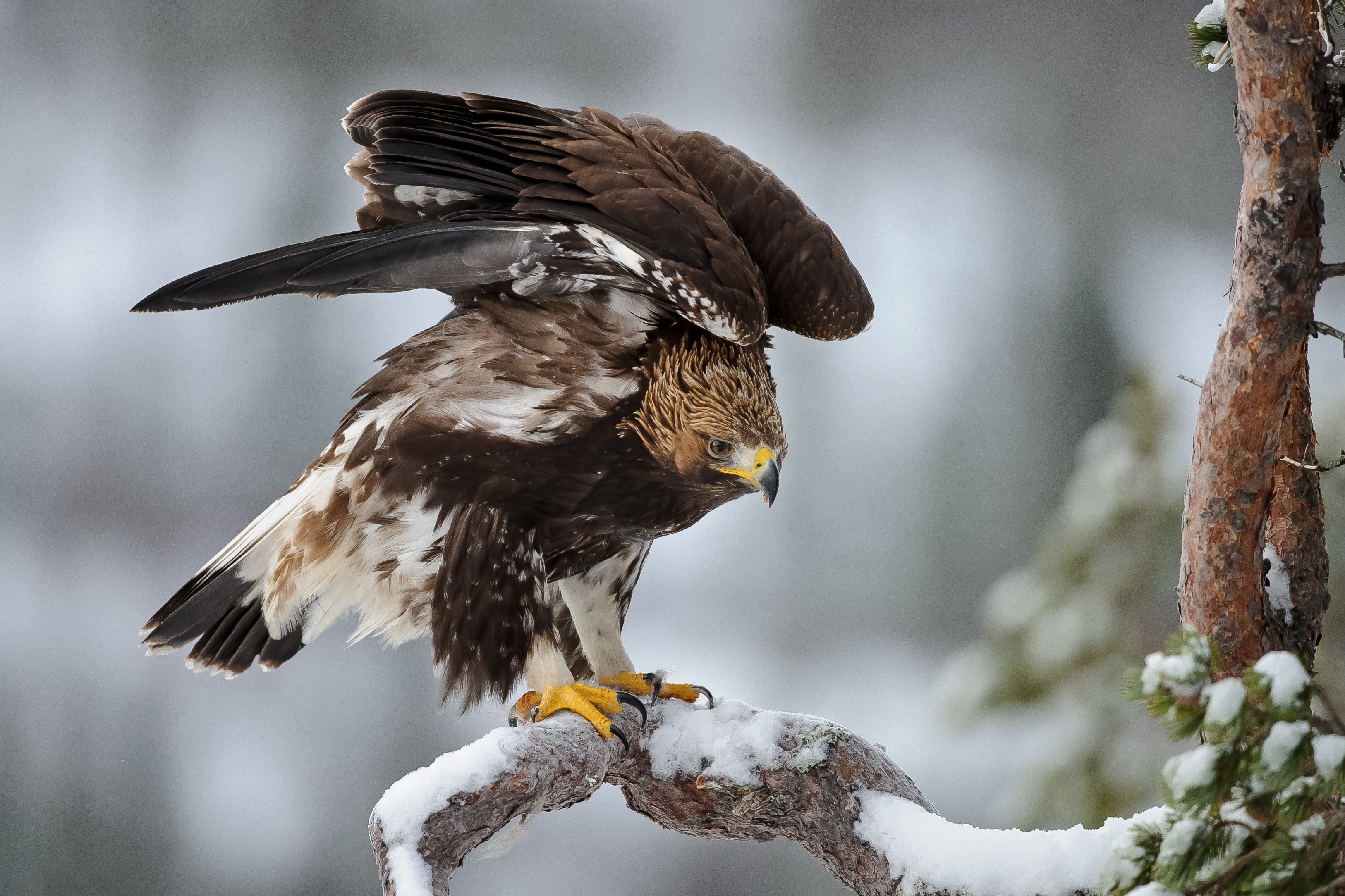 pine, snow, frost, winter, wings, fir, Bird, tree, spruce, feathers, 2K, fir-tree, eagle, HD Wallpaper