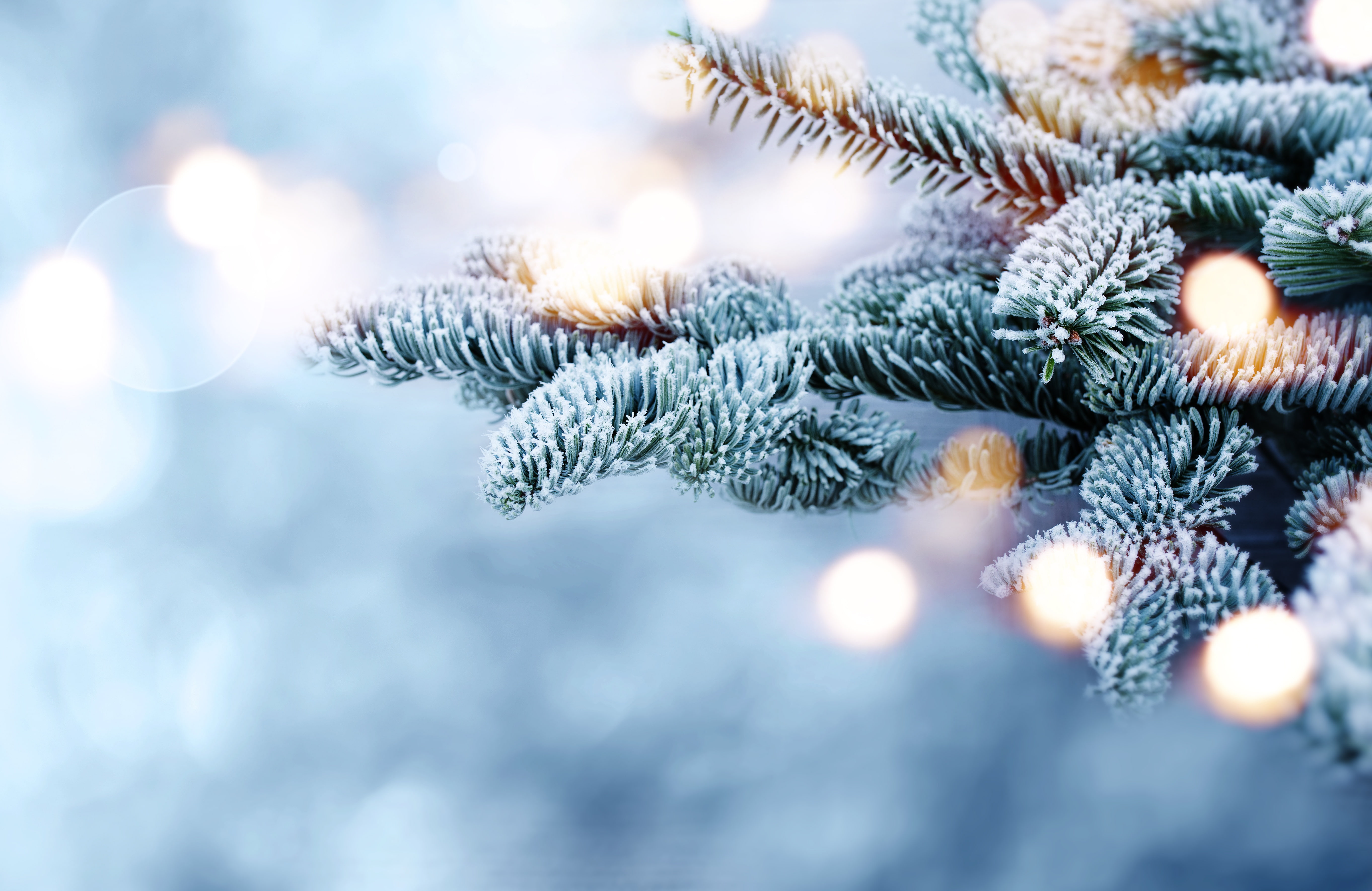 winter, fir tree, tree, 5K, frost, bokeh, branches, snow, HD Wallpaper