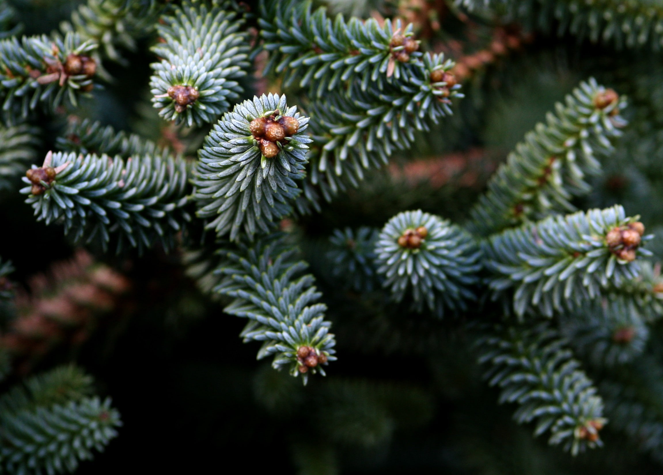 pine needles, pine, trees, fir, Nature, tree, branch, 1080P, green, leaves, needles, HD Wallpaper