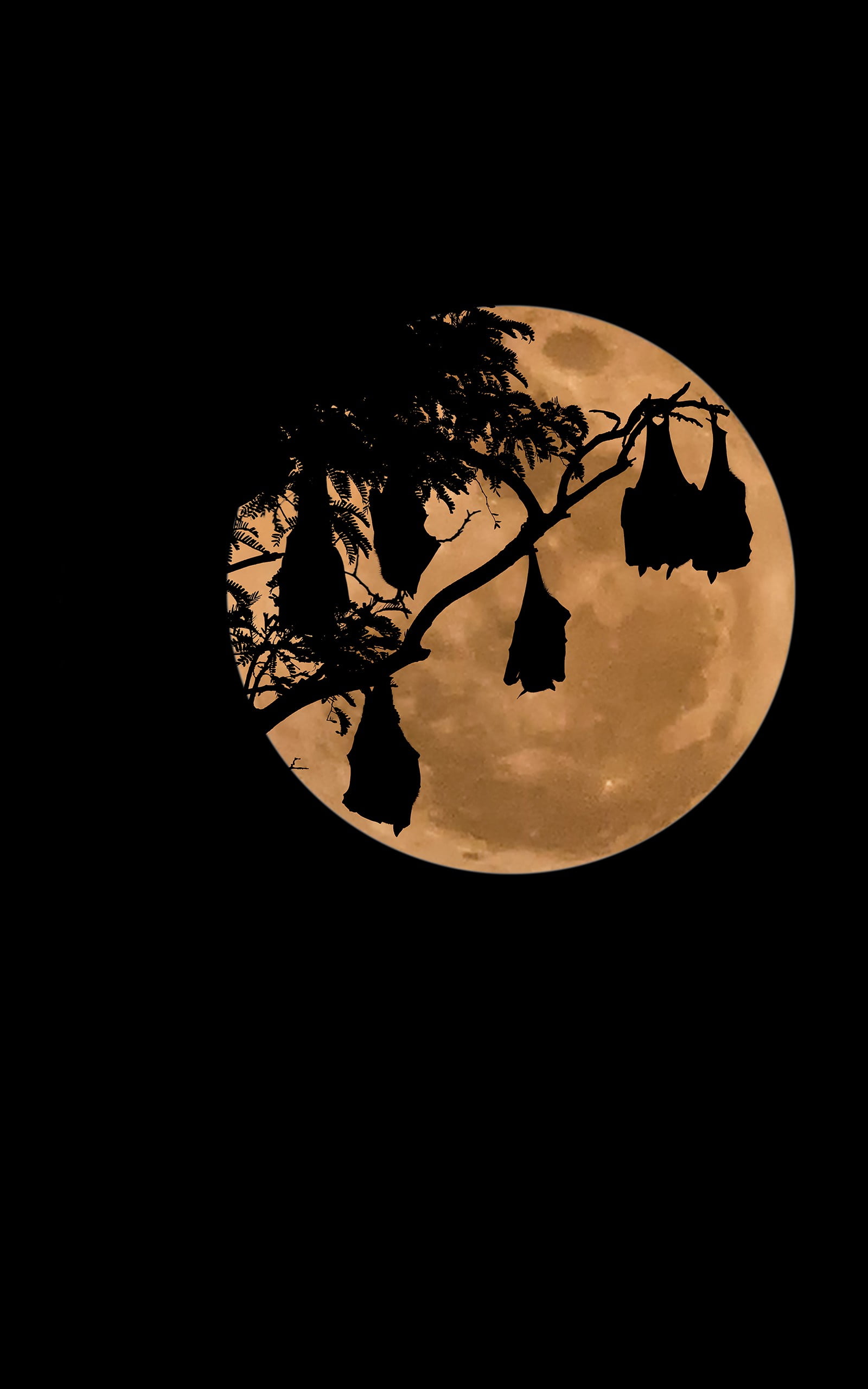 shape, night, bare, close-up, clock, geometric shape, bats, Moon, black color, illustration, planetary moon, 2K, nature, copy space, planet - space, no people, Phone HD Wallpaper