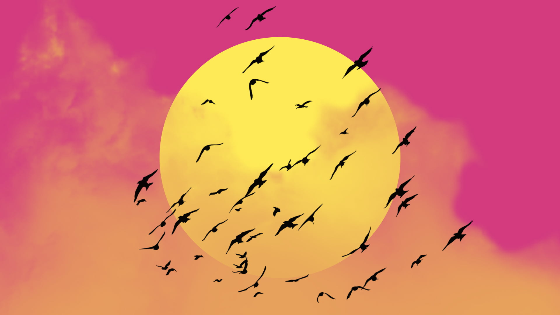 animal body part, vertebrate, Sun, animals in the wild, birds, nature, minimalism, animal wildlife, beauty in nature, animal, clouds, romantic sky, sunset, HD Wallpaper