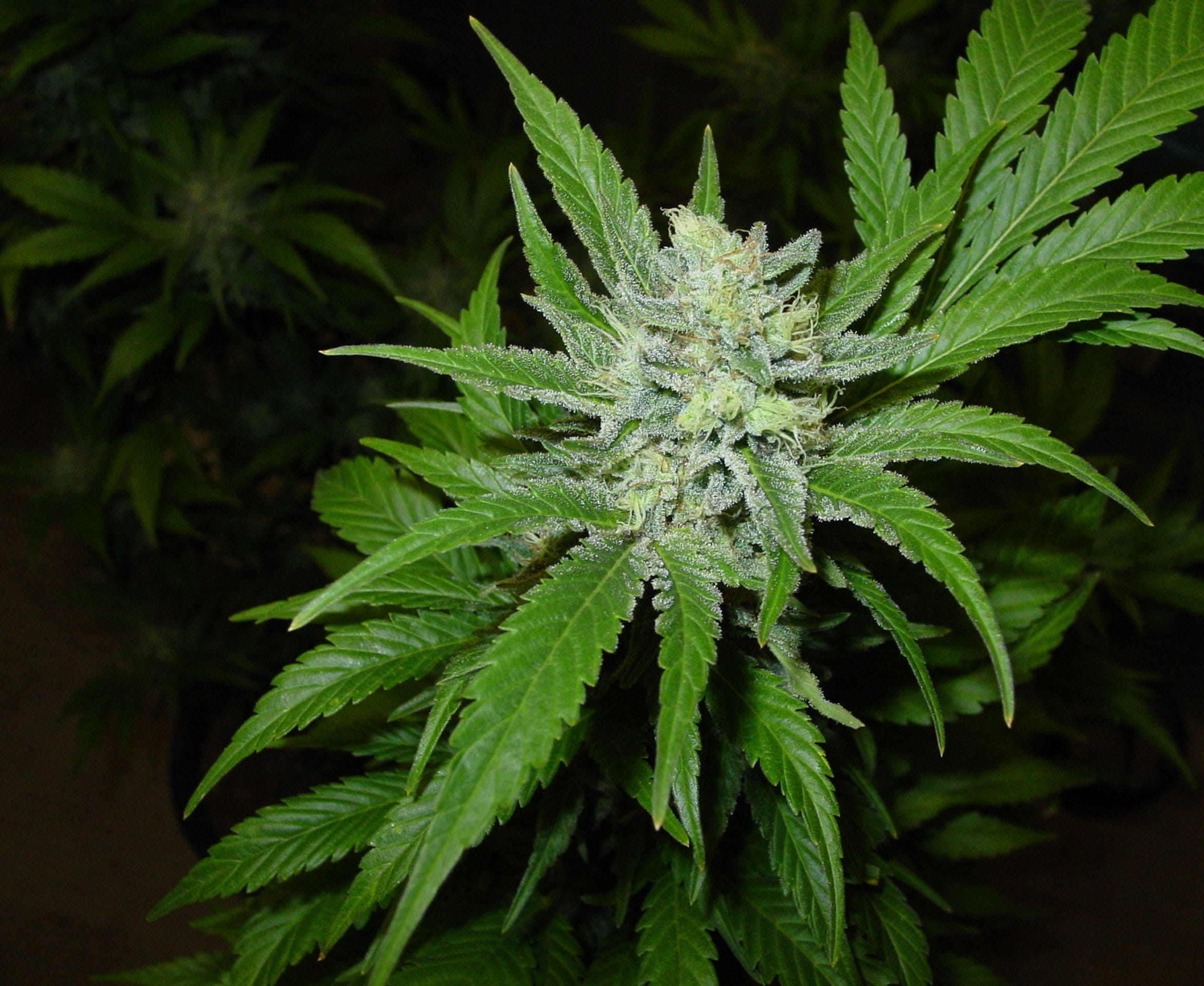 cannabis plant, Marijuana, plant part, herbal medicine, close, marijuana - herbal cannabis, medical, close-up, 1080P, food and drink, photo, leaf, marijuana, HD Wallpaper