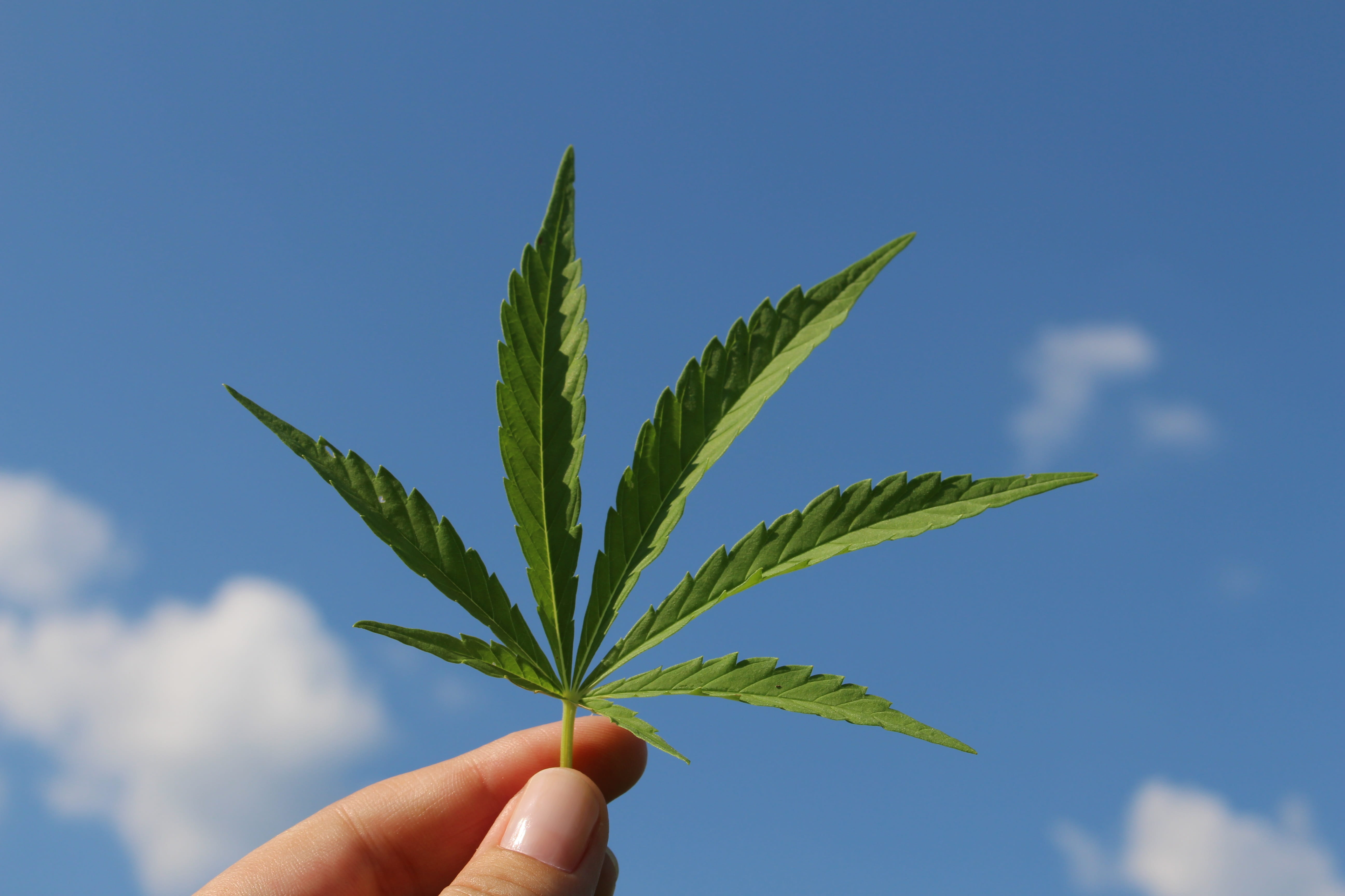5K, leaf, one person, finger, medicine, care, holding, marijuana - herbal cannabis, hemp plant, blue, plant part, green color, close-up, of young cannabis, HD Wallpaper