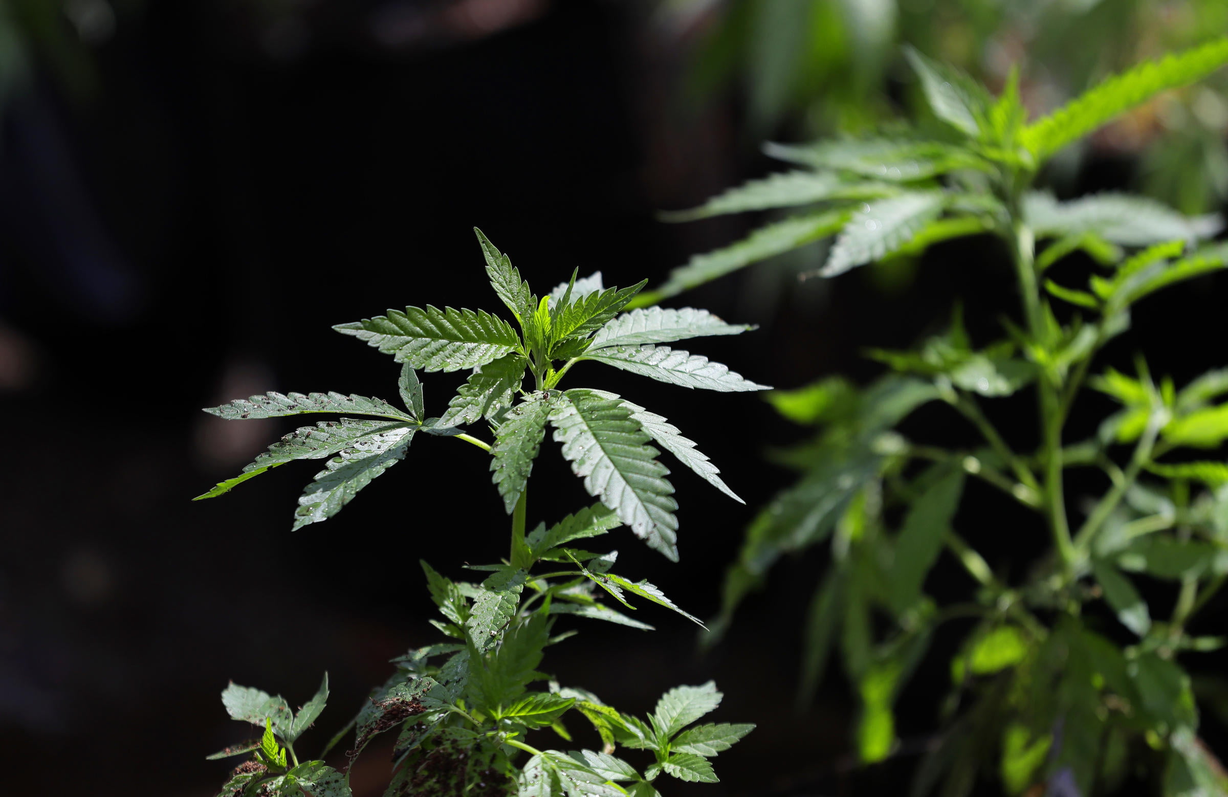 green color, marijuana, drugs, nature, weed, cannabis plant, beauty in nature, recreational drug, narcotic, herb, food and drink, food, leaf, alternative medicine, HD Wallpaper