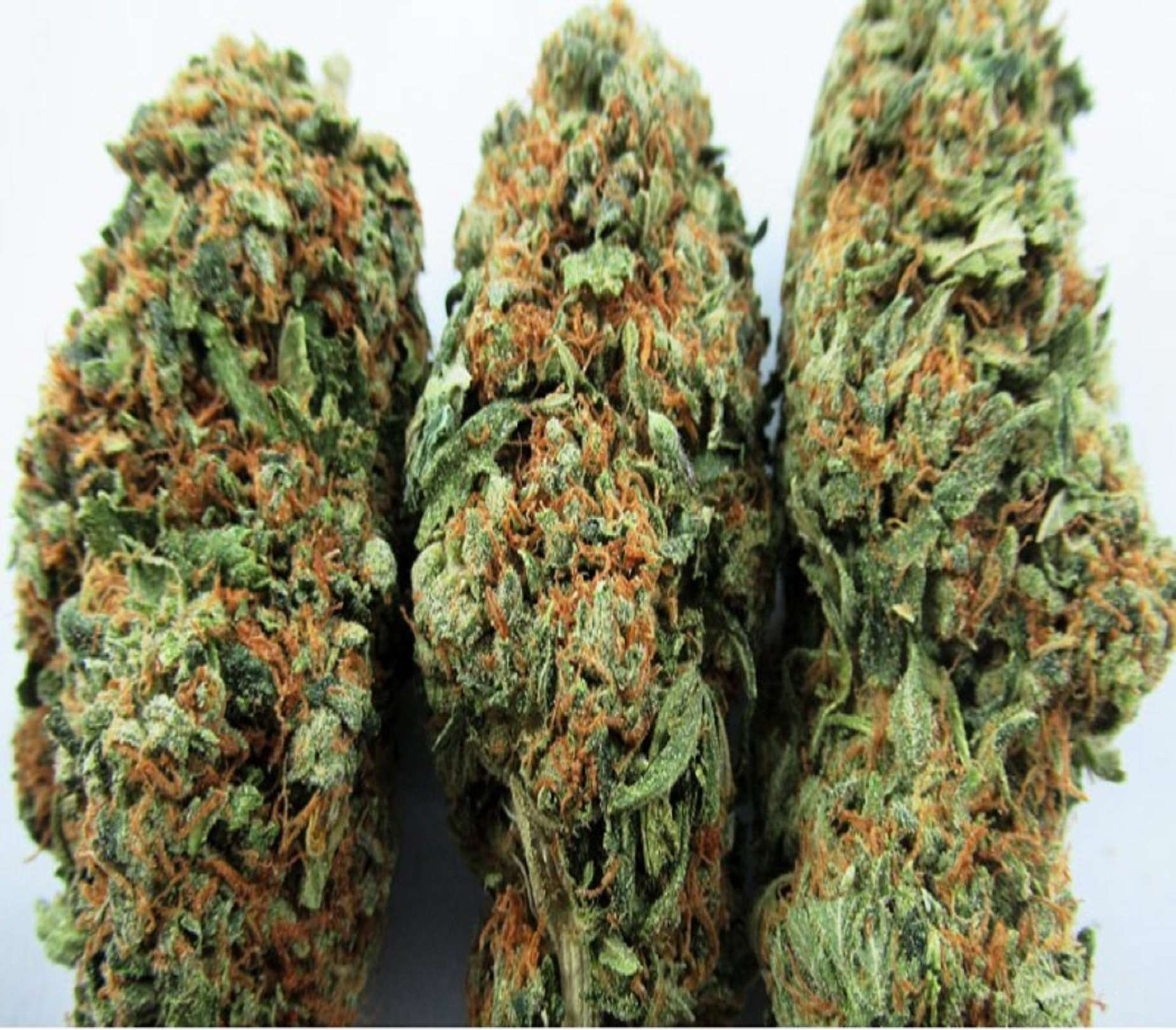 studio shot, medical cannabis, herbal medicine, no people, green color, beauty in nature, cannabis plant, white background, mail order weed, narcotic, alternative medicine, HD Wallpaper