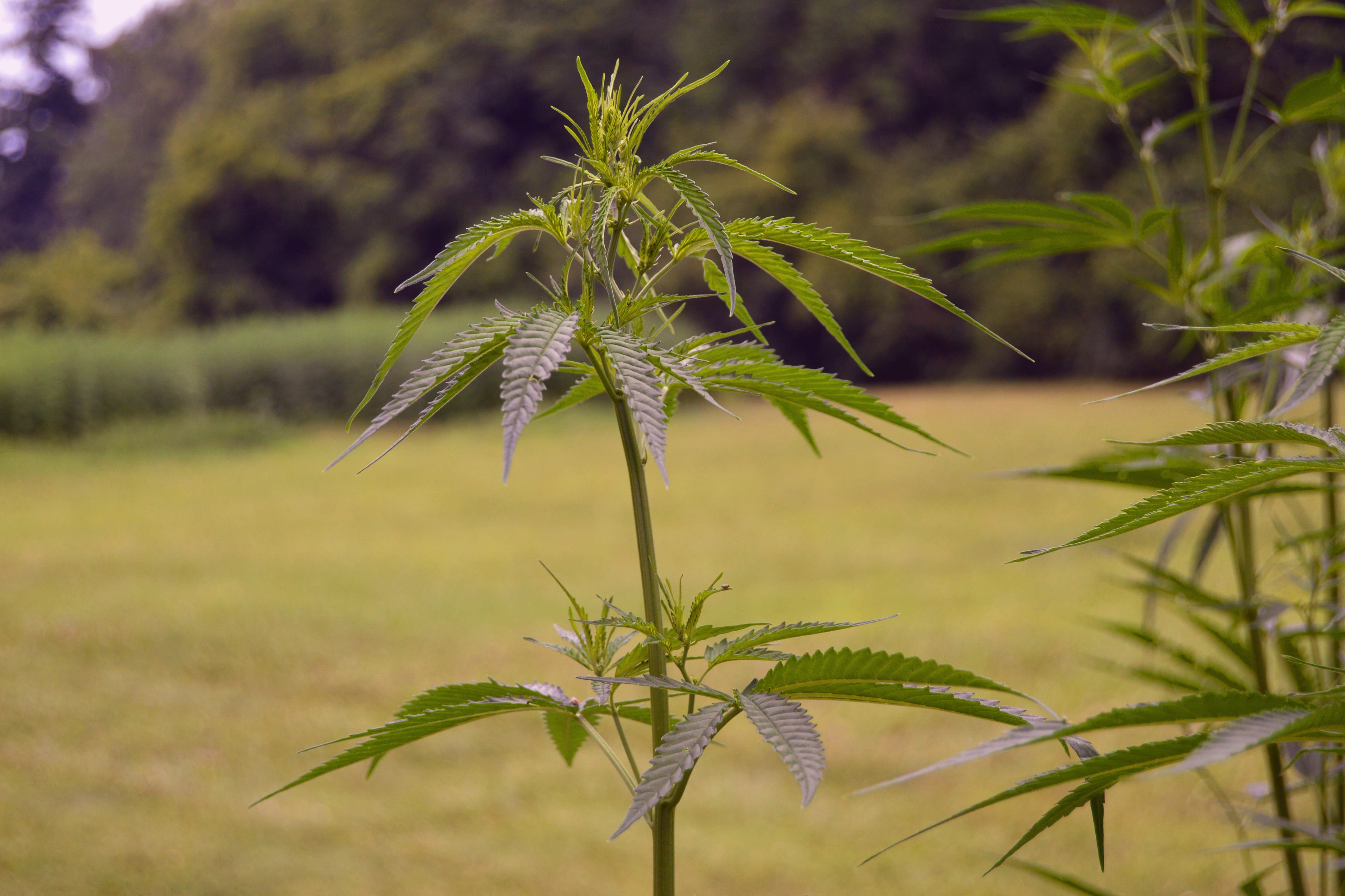 outdoors, coniferous tree, ganja, hemp, herb, natural, sunlight, plant part, nature, marihuana, grow, tourism, attraction, food and drink, growth, day, HD Wallpaper