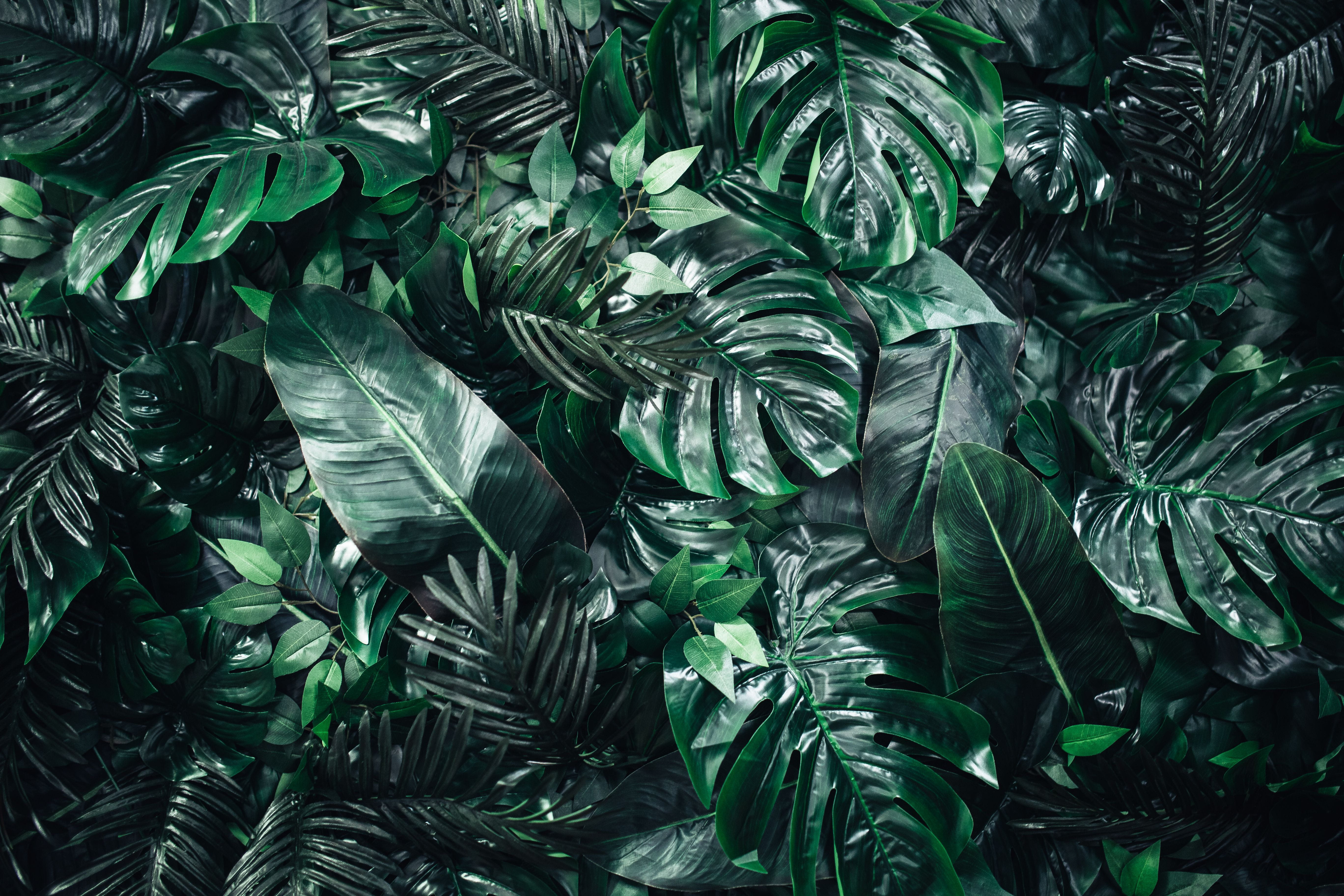 close-up, leaf, palm leaf, lush foliage, freshness, backgrounds, fake, flowers, foliage, high angle view, natural pattern, fake flowers, nature, beauty in nature, HD Wallpaper