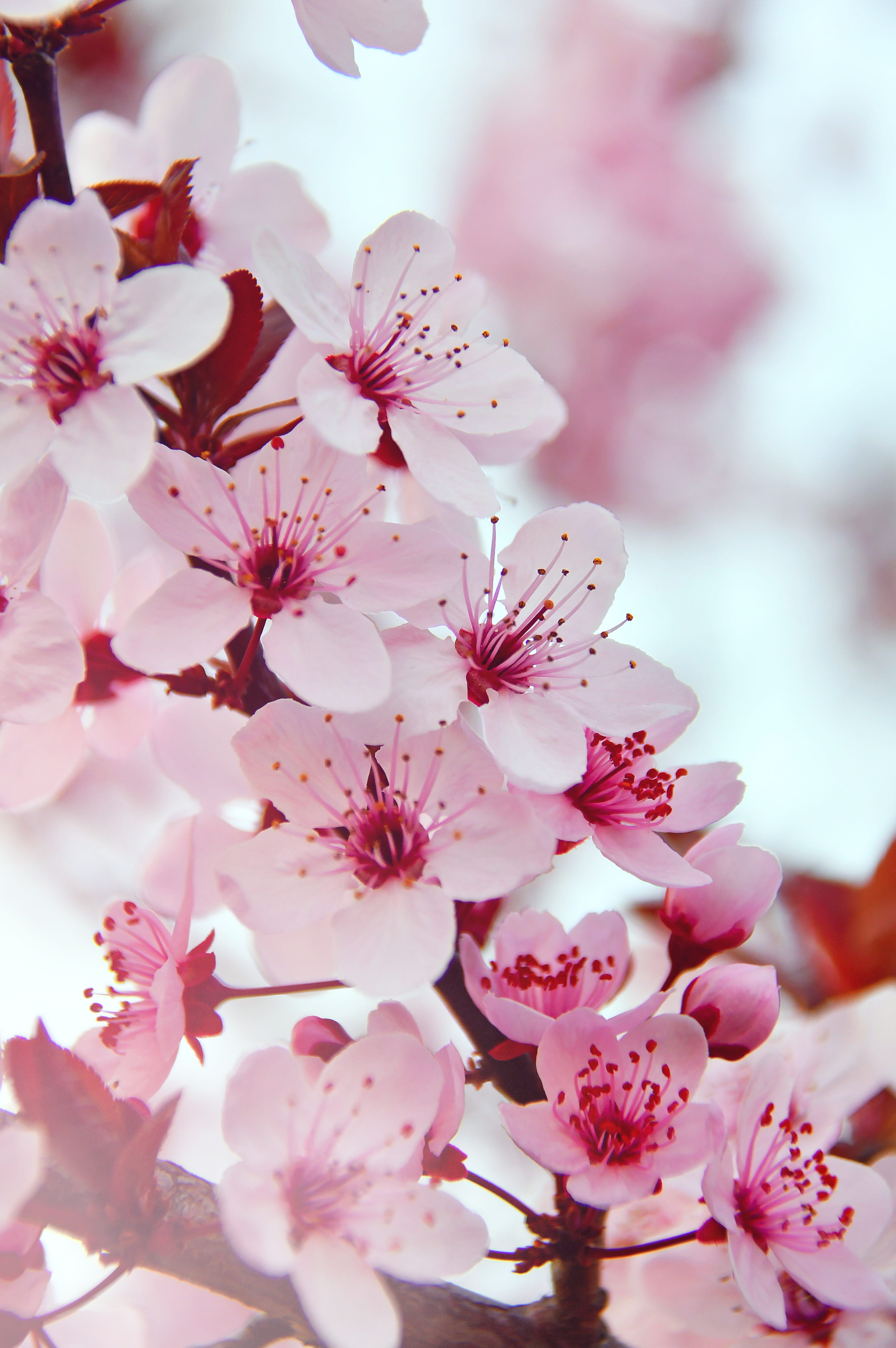 ille stubborn, blooms at, fragility, romance, flowering plant, wood, beautiful, pink, spring flowers, decoration, garden, close-up, springtime, beauty, Phone HD Wallpaper