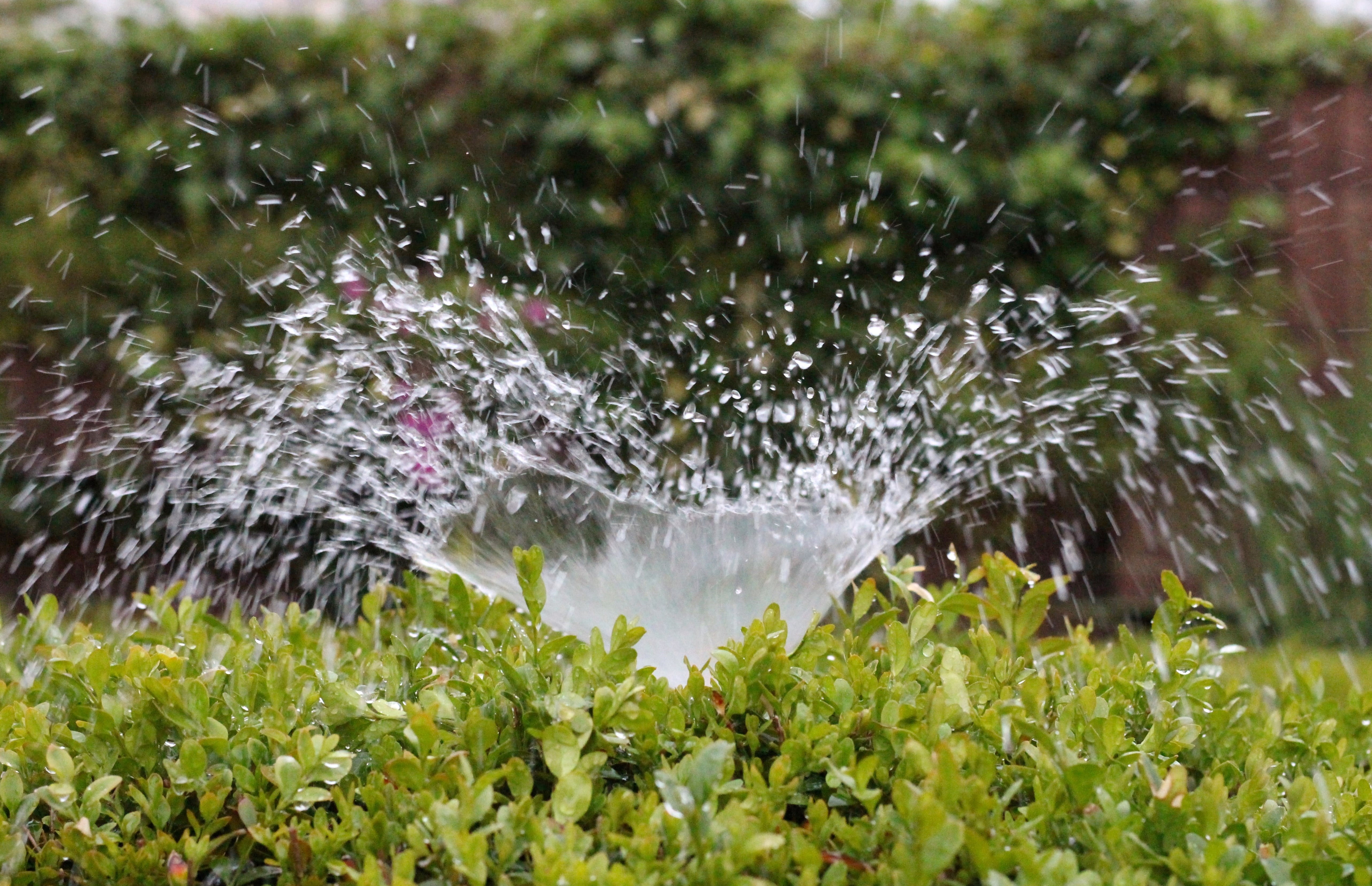 freshness, summer, sprinkler, nature, beauty in nature, rain, plant, torrential rain, irrigation, splashing, casting, leaf, spraying, growth, gardening, HD Wallpaper