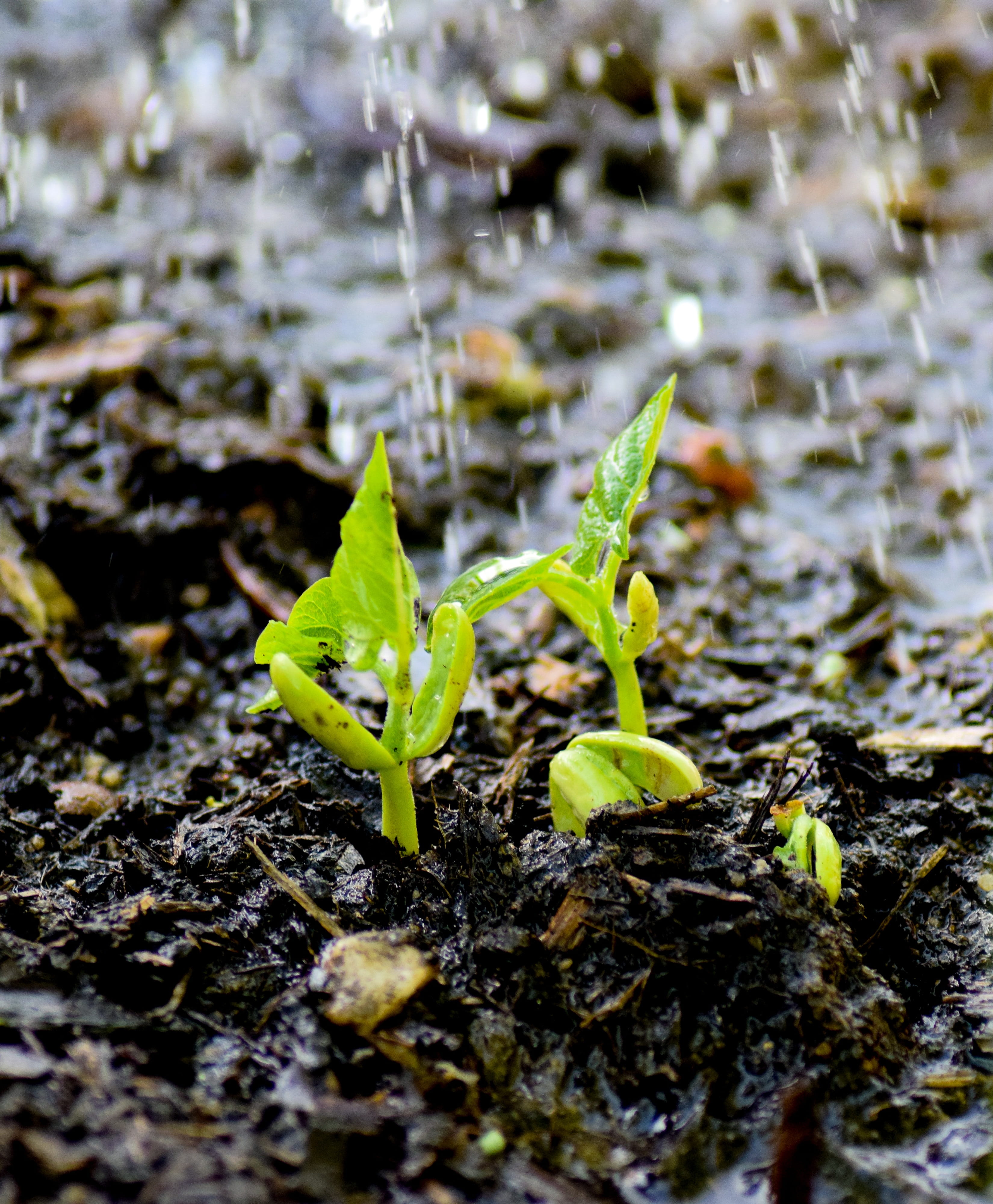 seedling, outdoors, drop of water, in the green, day, fragility, Plug, leaves, close-up, garden, beginnings, Garden, growth, 4K, nature, selective focus, Phone HD Wallpaper