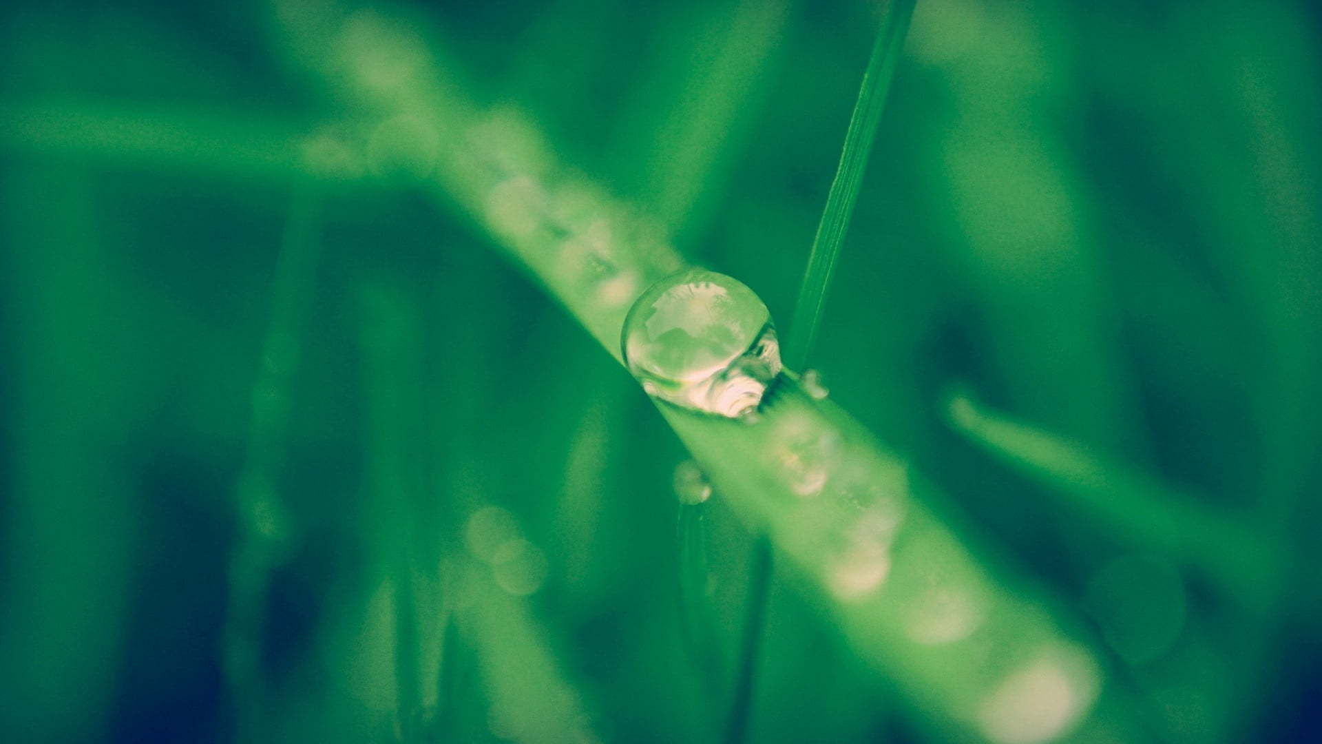 green Color, syringe, day, leaves, macro, laboratory, blue, close-up, blade of grass, extreme close-up, grass, selective focus, growth, vaccination, tear, HD Wallpaper
