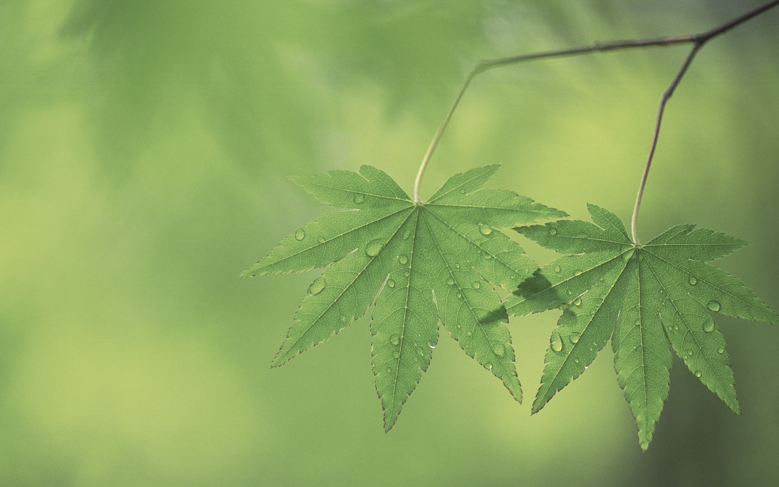 leaves, nature, narcotic, plants, herbal medicine, beauty in nature, plant part, leaf, close-up, marijuana - herbal cannabis, growth, macro, green color, HD Wallpaper