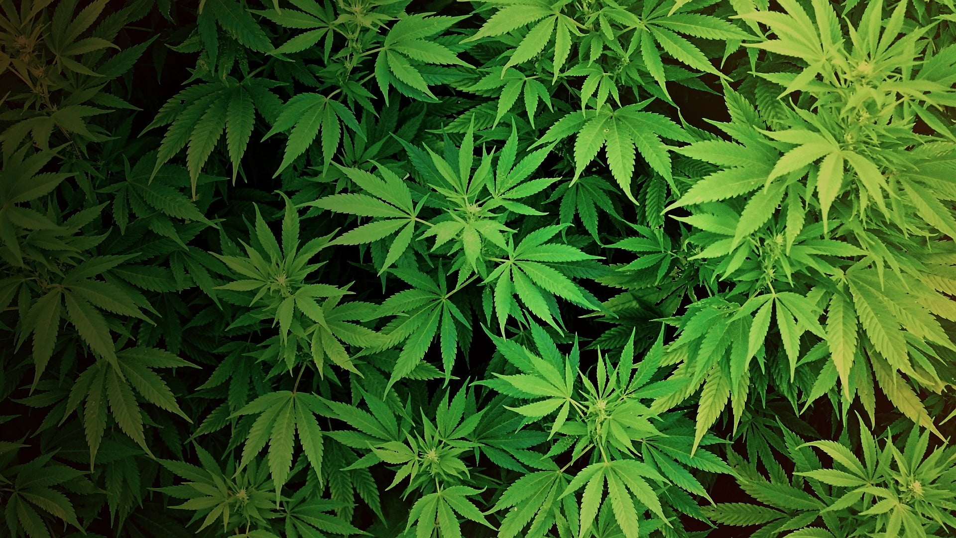herb, food, alternative medicine, growth, drugs, close-up, plant part, green, medicine, healthcare and medicine, beauty in nature, cannabis plant, full frame, HD Wallpaper