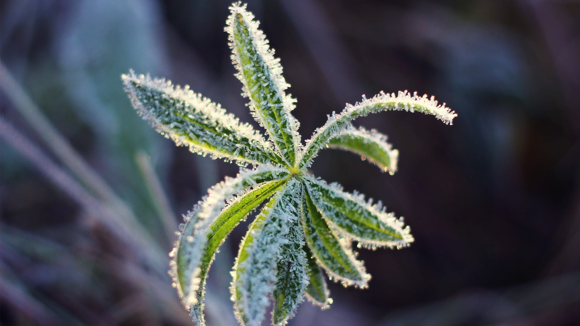 medicine, cold, ice, herb, macro, fragility, focus on foreground, leaf, nature, food and drink, growth, 1080P, selective focus, marijuana - herbal cannabis, HD Wallpaper