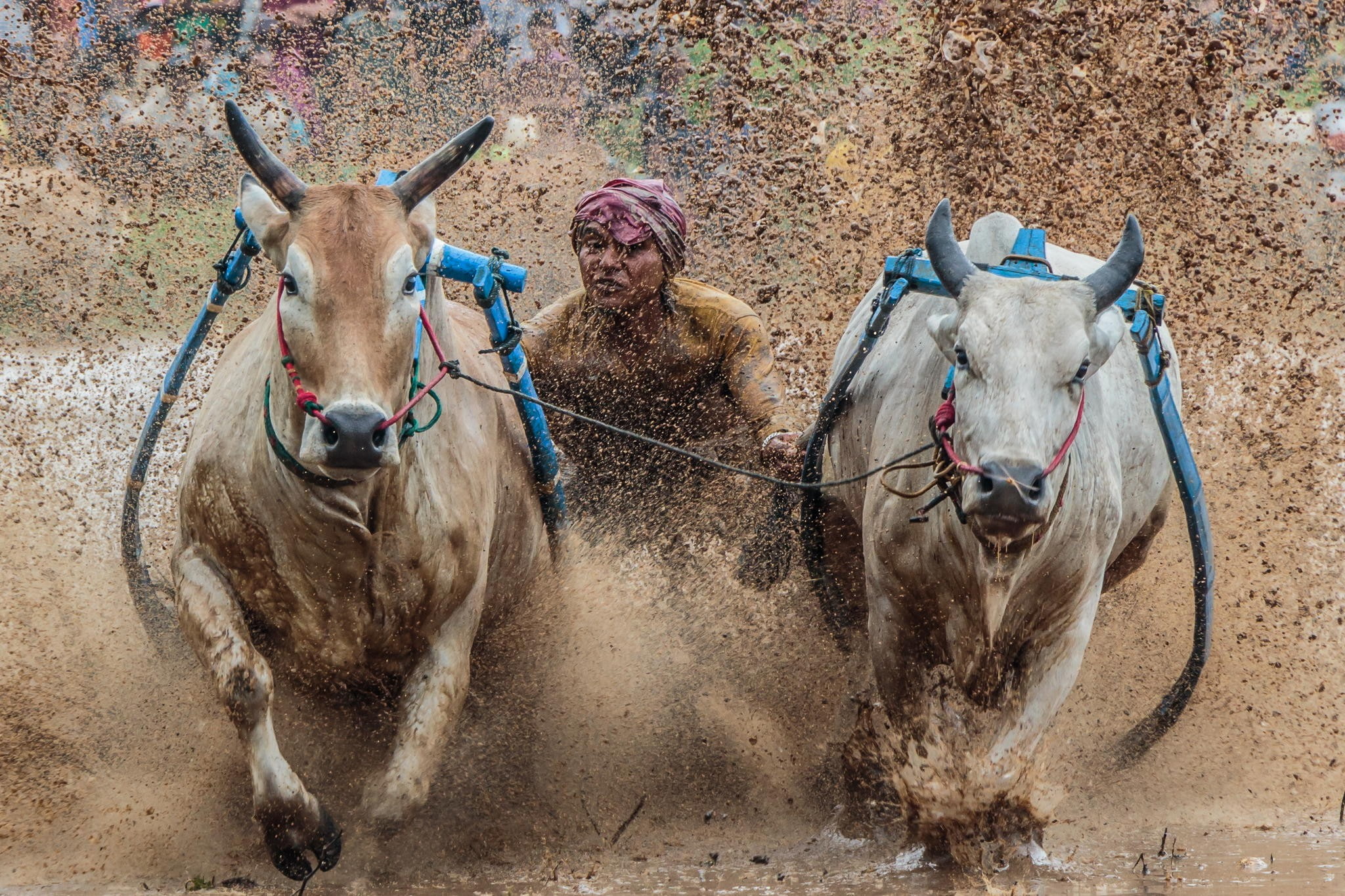 sport, animal wildlife, outdoors, herbivorous, competition, working animal, domestic animals, nature, Indonesia, mammal, dust, people, day, bulls, animals, HD Wallpaper