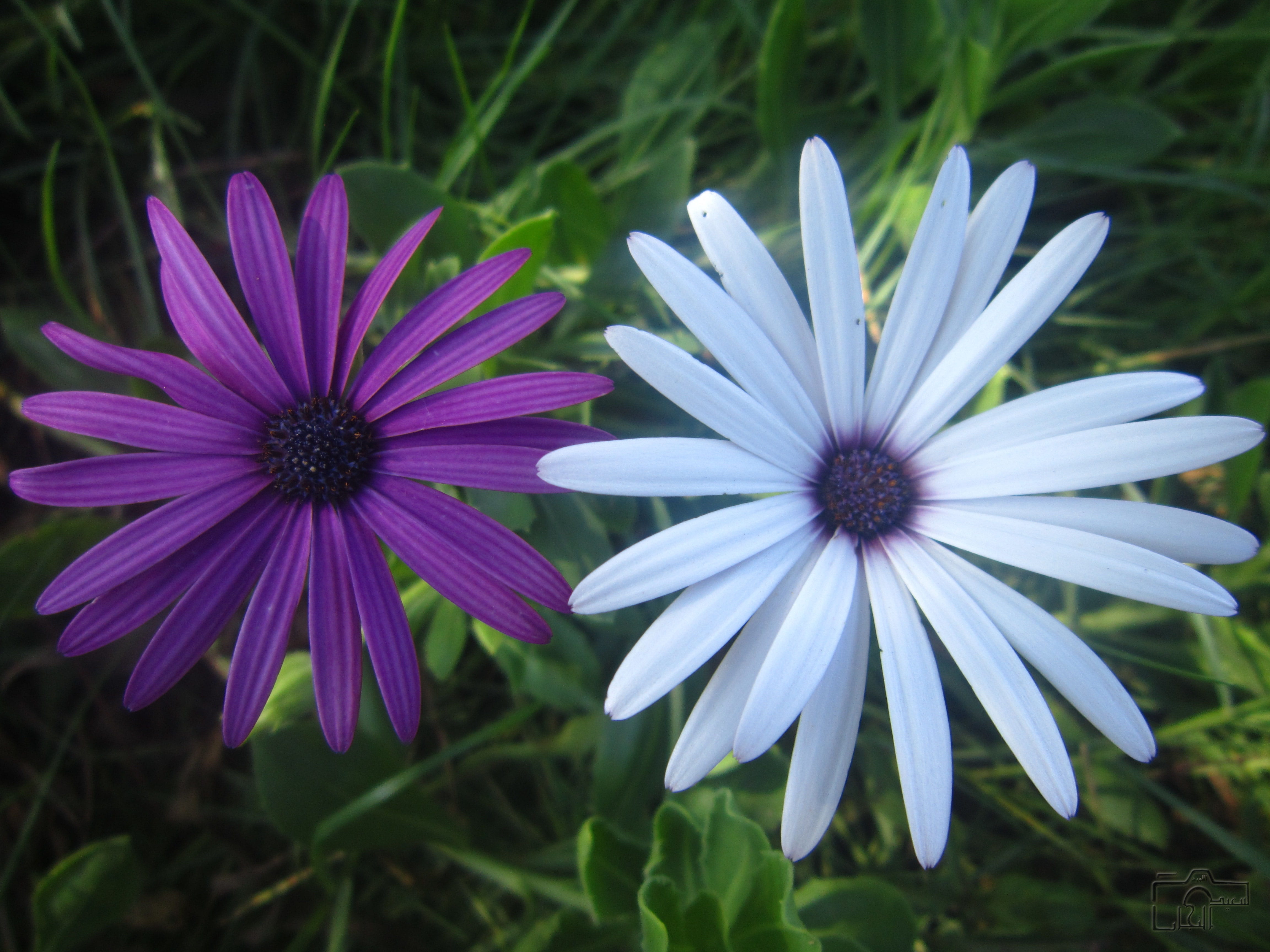 said najjar, vulnerability, pollen, field, flowering plant, inflorescence, fragility, growth, petal, plant, Photography, close-up, osteospermum, freshness, HD Wallpaper