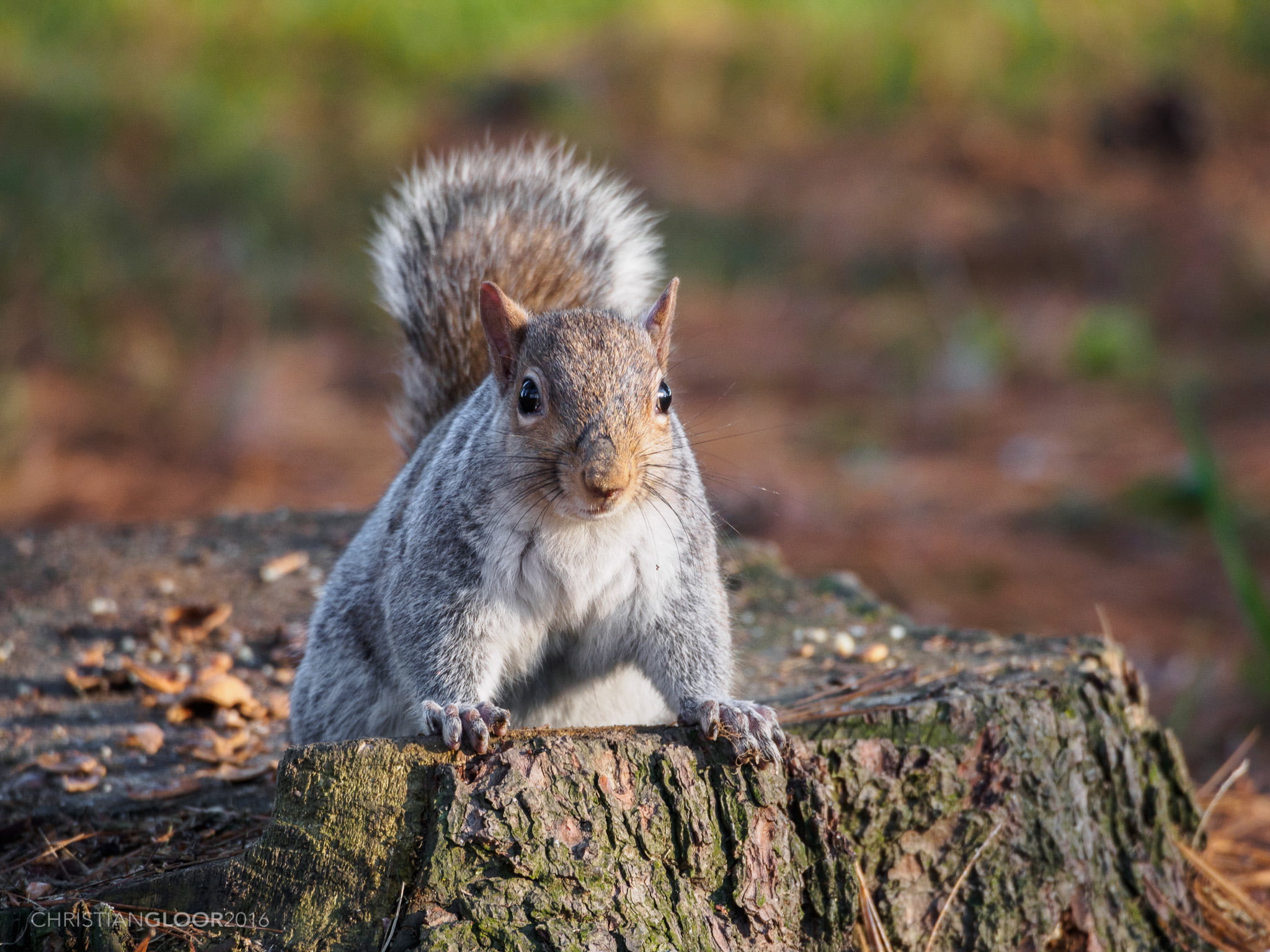 nuts, attention, Squirrel, close-up photography, brown, rodent, tree, photography, animal, forest, cute, 1080P, tail, fluffy, outdoors, animals In The Wild, HD Wallpaper