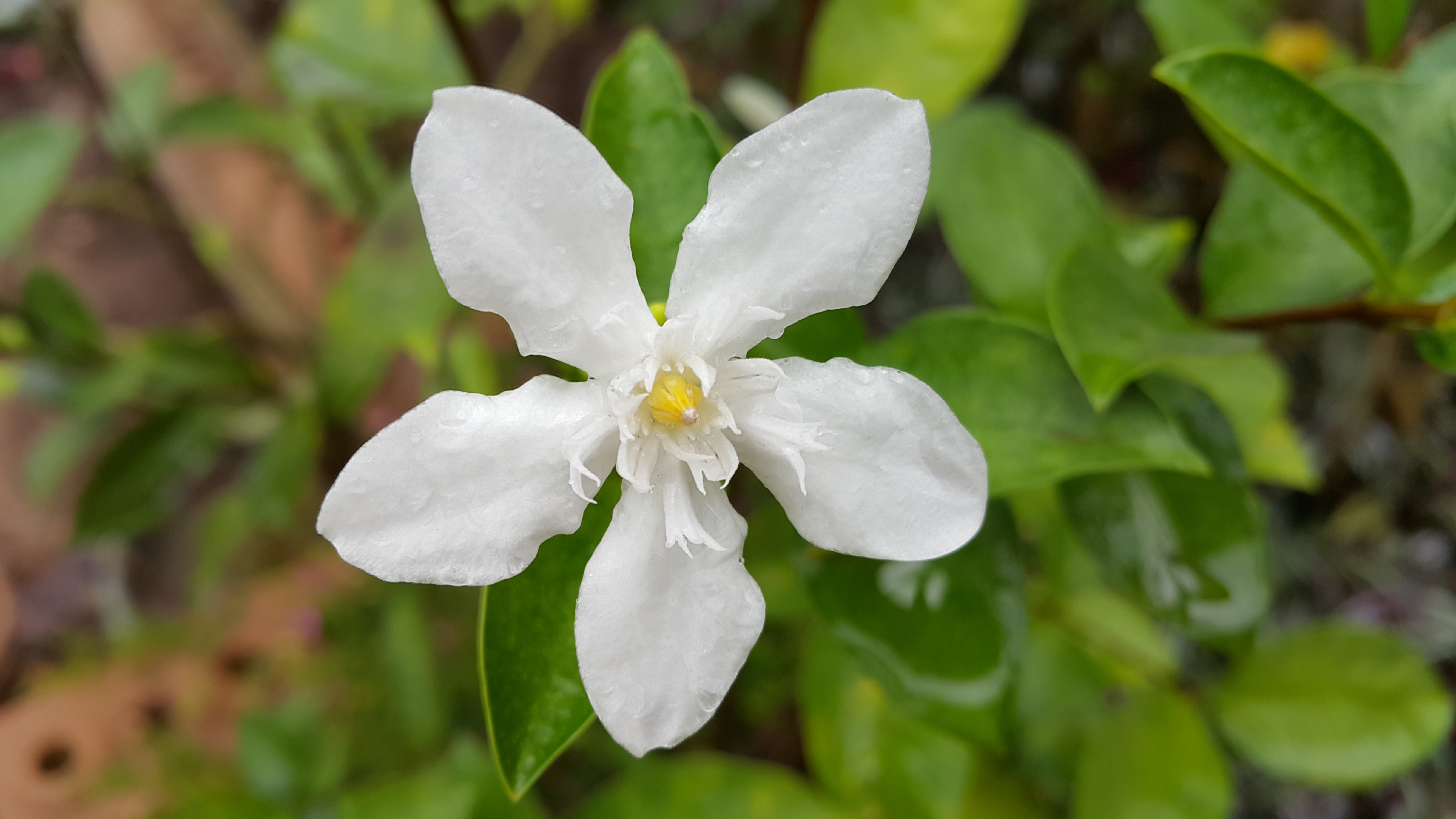 day, white, open, beauty in nature, flower head, fragility, nature, leaf, plant part, no people, pud, close-up, vulnerability, flowers, spring, focus on foreground, HD Wallpaper