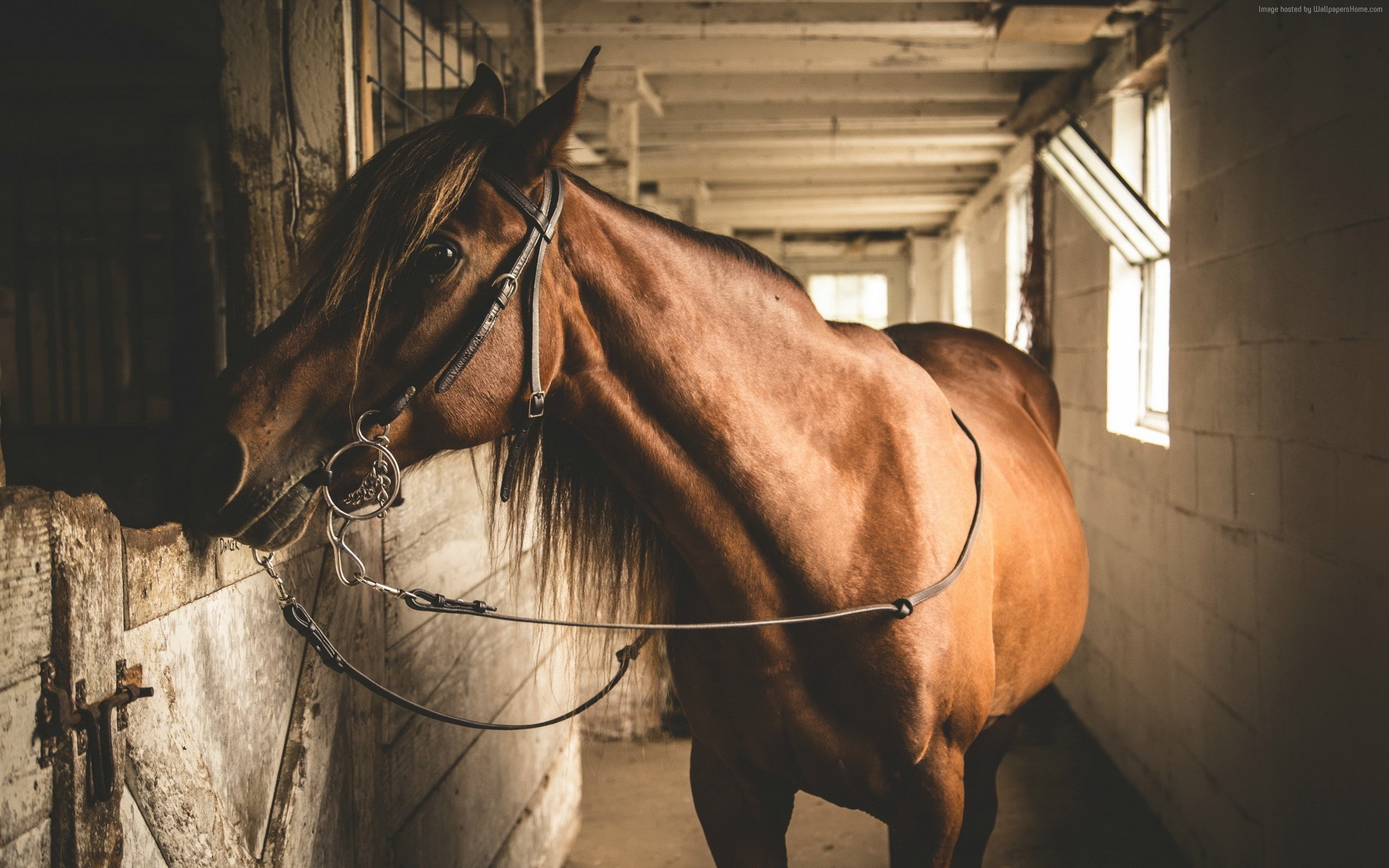 stable, Horse, 2K, cute animals, brown, HD Wallpaper
