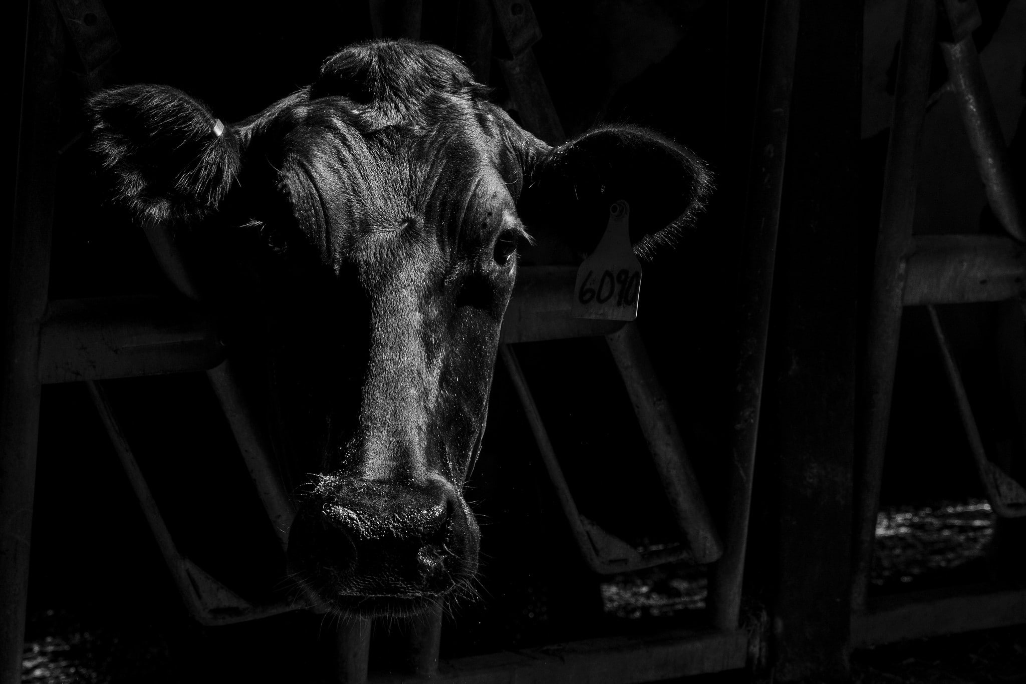 1080P, domestic animals, text, animal wildlife, animal body part, wood, looking at viewer, mammal, cow, photography, pets, vertebrate, monochrome, stable, HD Wallpaper
