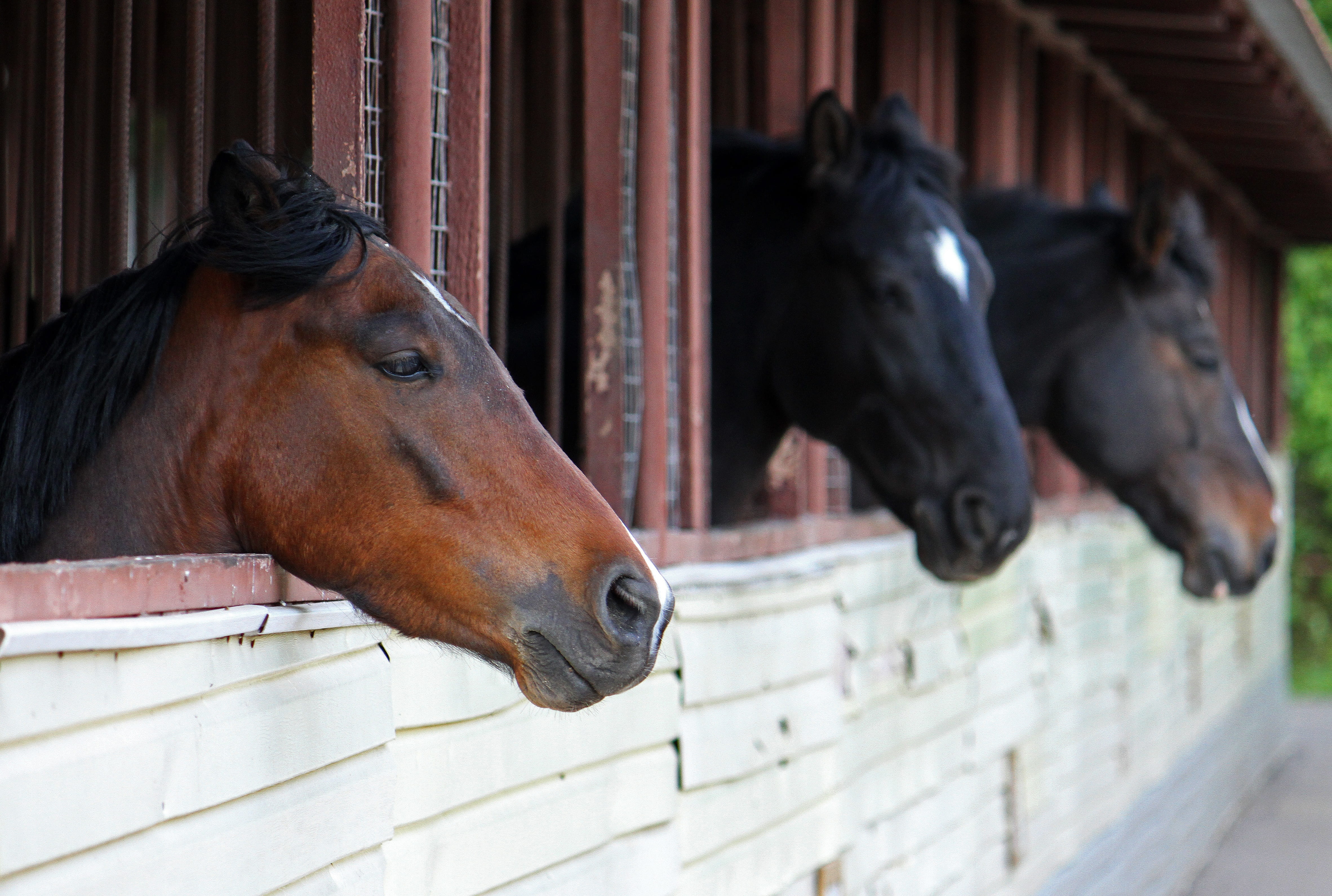 stable, ranch, farm, livestock, horses, domestic, architecture, day, animal head, animal themes, close-up, mammal, animal, brown, animal body part, domestic animals, HD Wallpaper