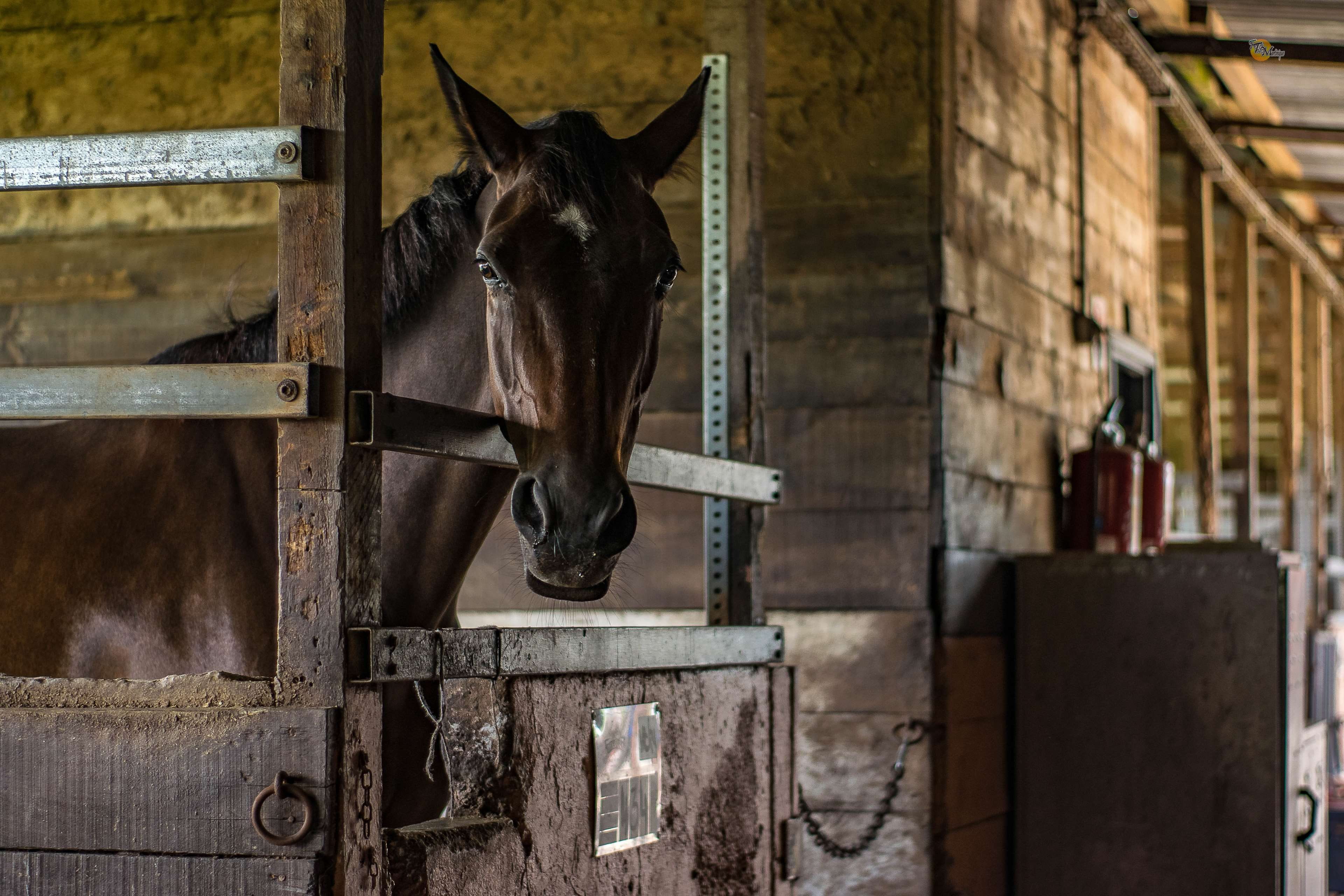 door, one animal, agriculture, stallion, animal pen, working animal, house, ranch, stable, daylight, fence, herbivorous, animal head, farm, building, animal themes, HD Wallpaper