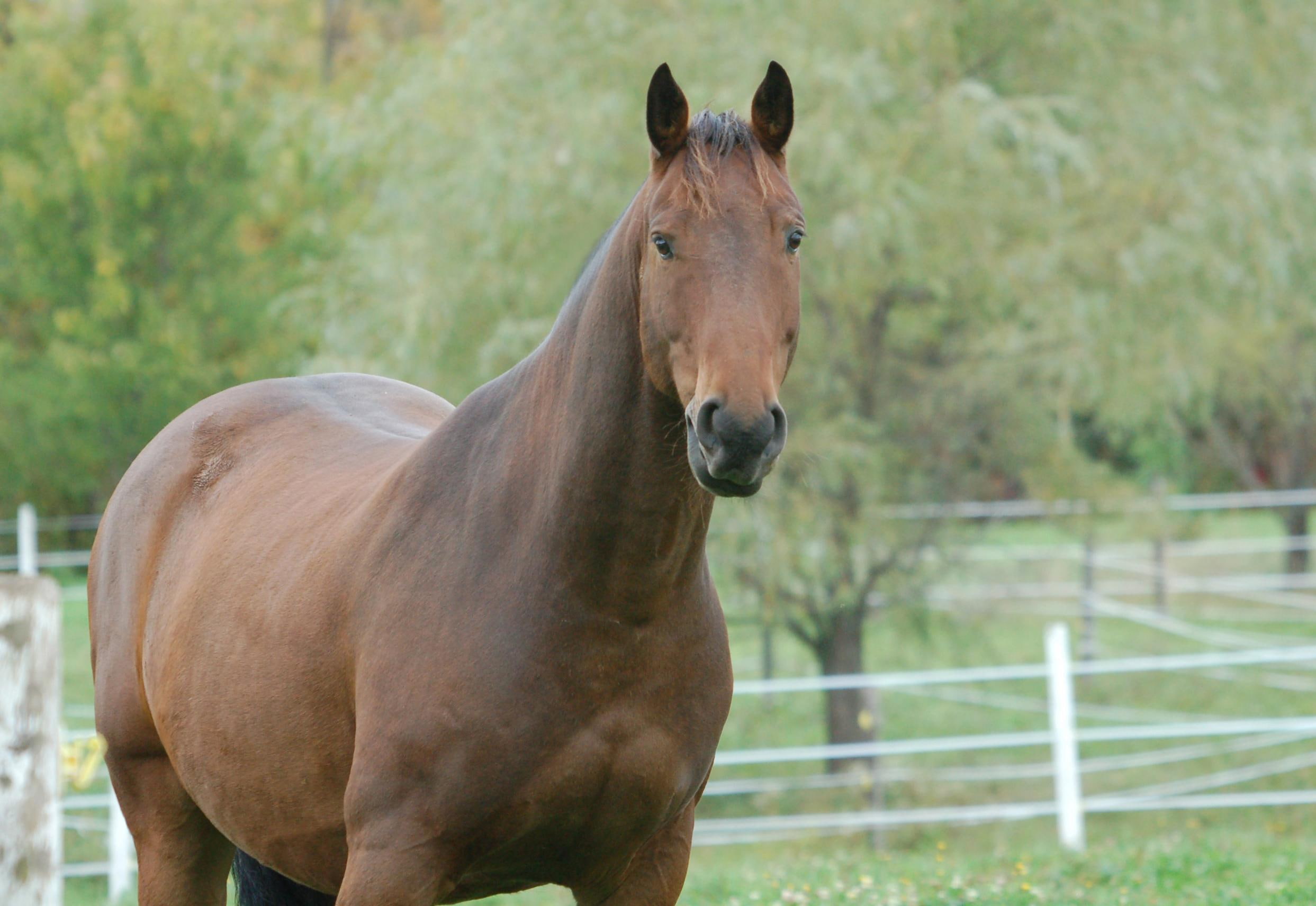 brown, regal, animals, fence, 1080P, grass, stable, horse, HD Wallpaper