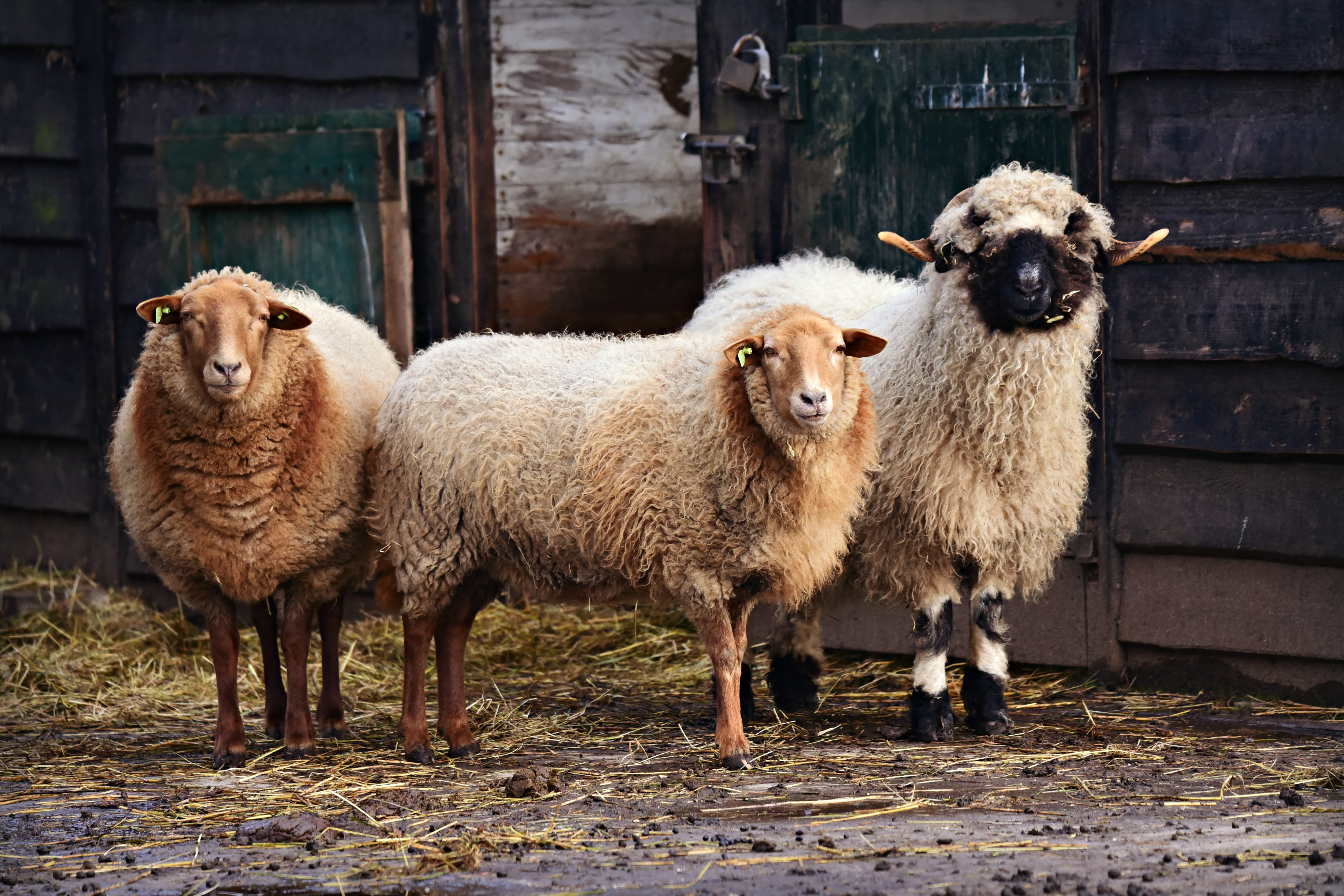 4K, nature, wool, domestic animals, pets, herbivorous, day, outdoors, young animal, animal themes, stable, animal, even toed, ruminant, group of animals, HD Wallpaper