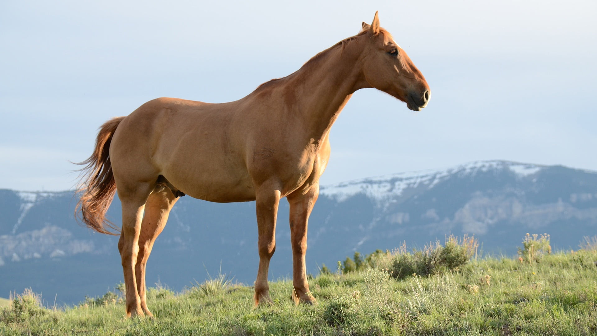 mammals, scenery, horses, purebred, domestic animals, side view, grassy, scene, domestic, horse riding, livestock, animal, mountain range, grass, animal themes, HD Wallpaper