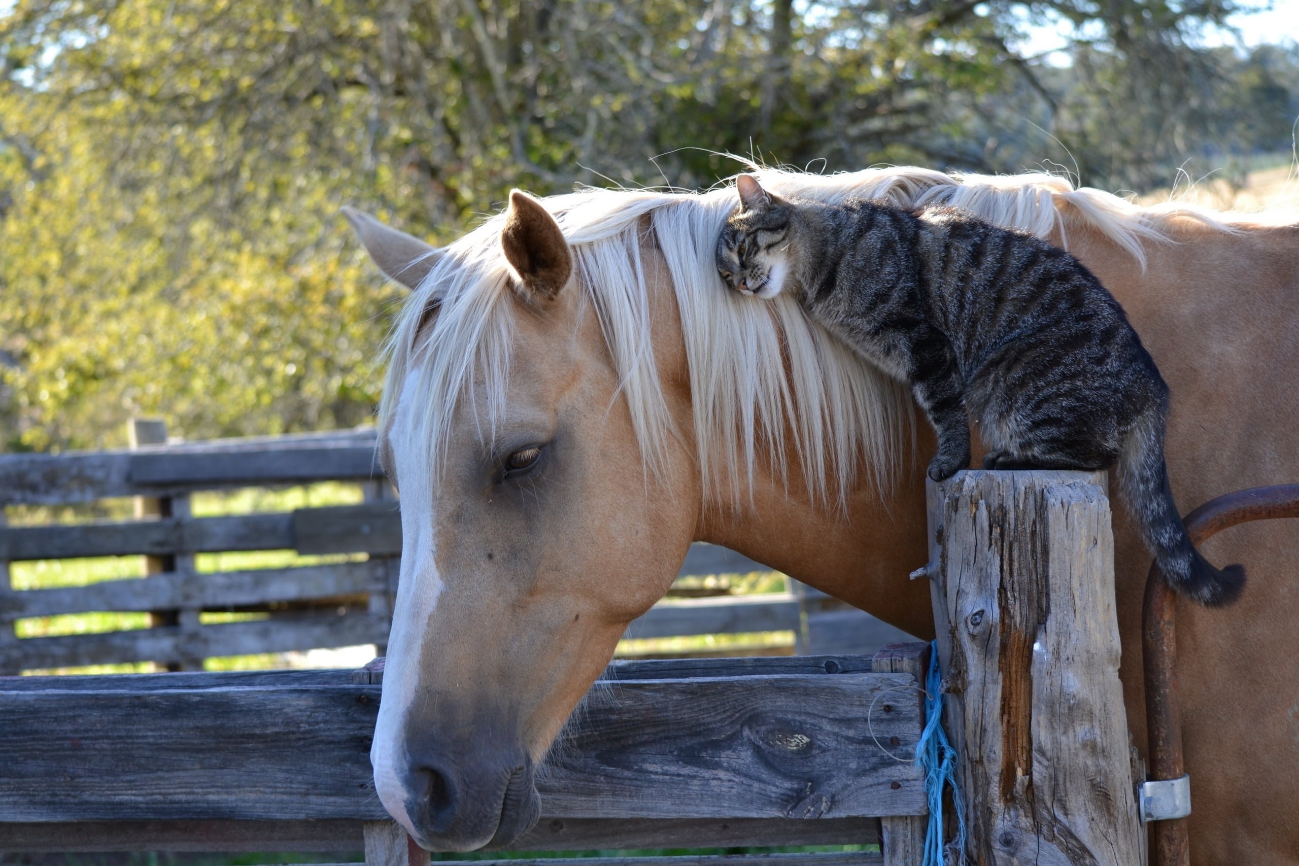 nature, outdoors, no people, beautiful, meadow, cute, field, barrier, focus on foreground, mane, corral, mammal, animal Harness, farm, mare, cat, animal Head, HD Wallpaper