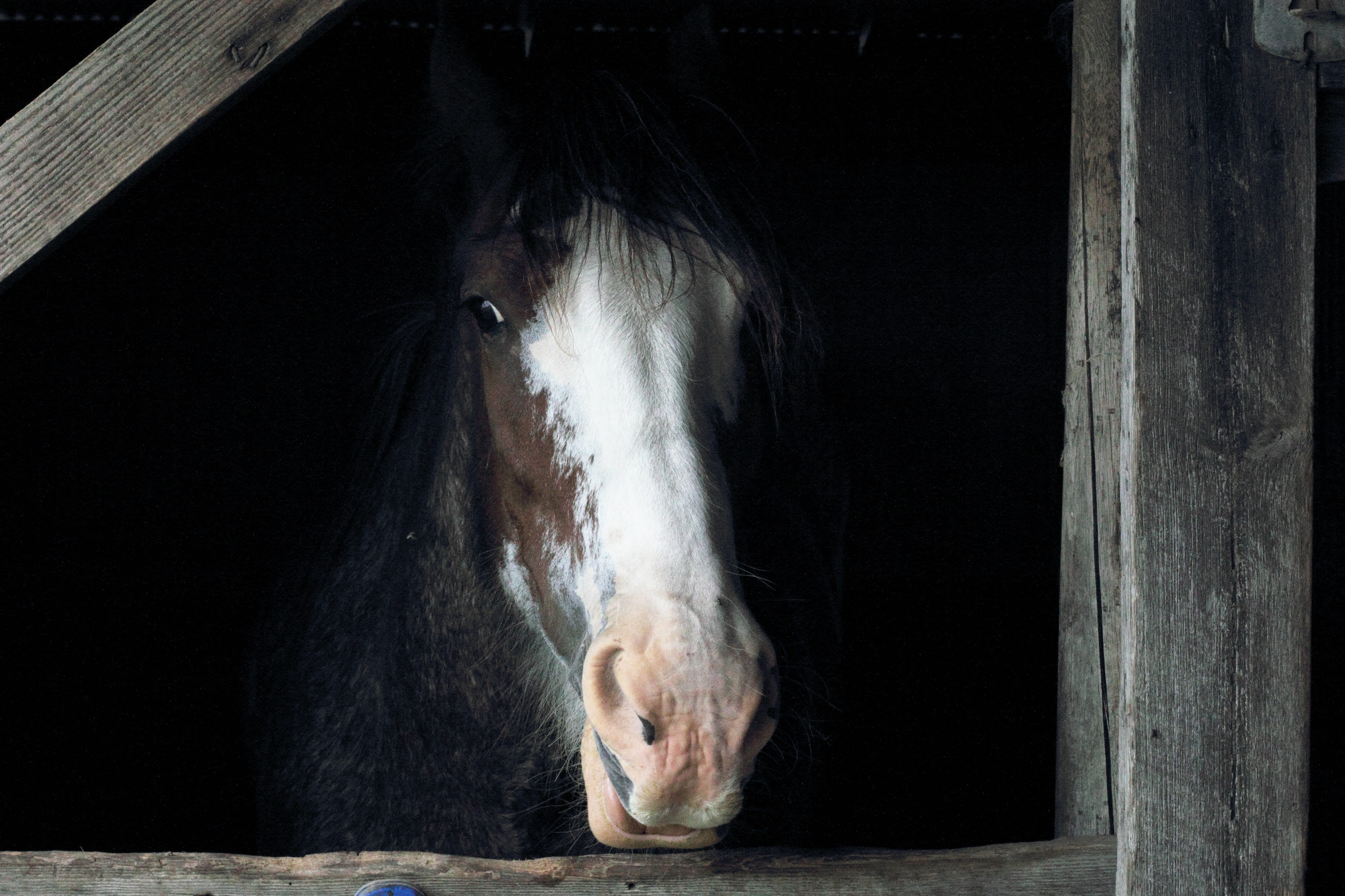 animal, one animal, animal wildlife, white horse, no people, human body part, stable, photo, portrait, indoors, vertebrate, animal body part, stall, domestic, HD Wallpaper