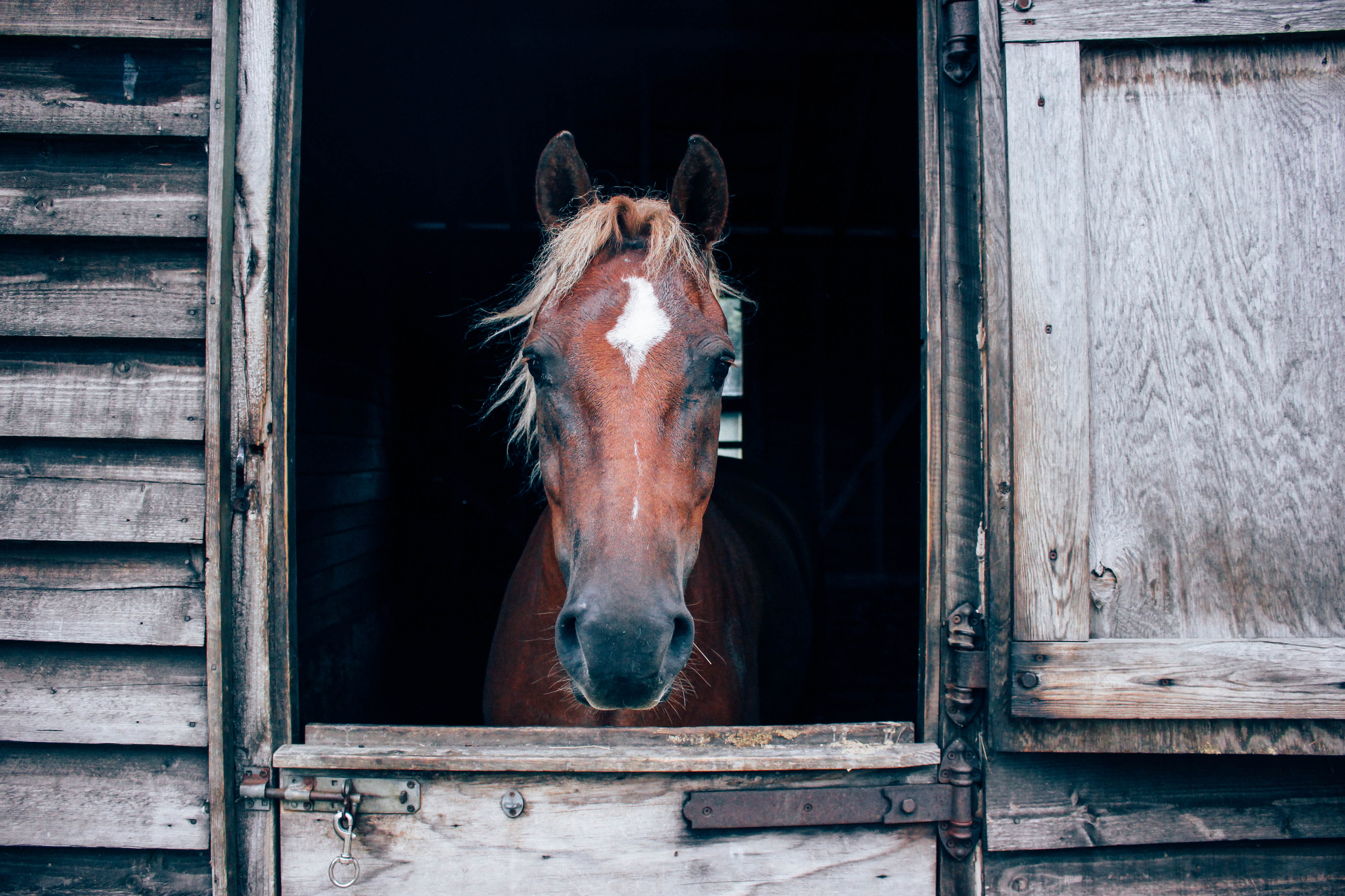 animal head, animal body part, ranch, day, photography, portrait, domestic animals, farm, animal, horse, animal pen, 5K, herbivorous, domestic, mammal, HD Wallpaper