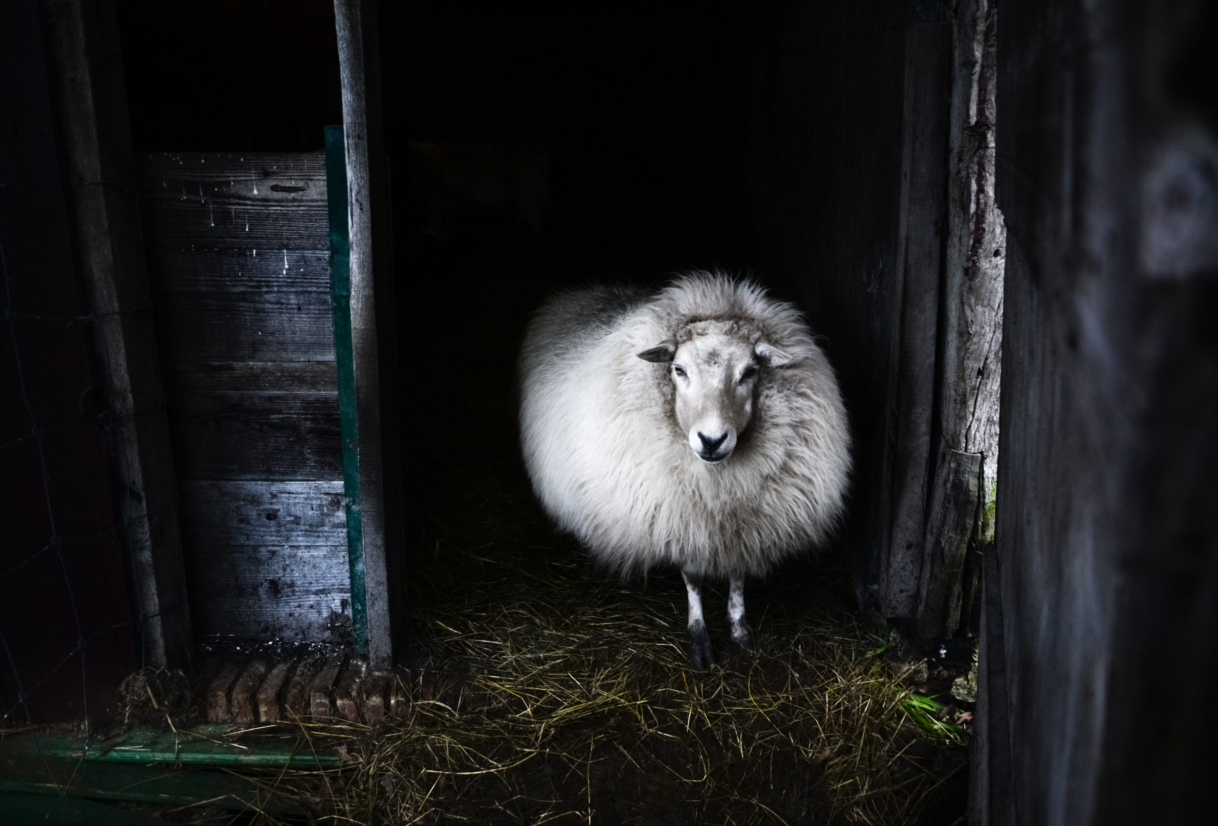 cute, nature, animals in the wild, plant, door, vertebrate, sheep, fluffy, wooden, portrait, close-up, mammal, farm, white, day, whiet, domestic animals, HD Wallpaper