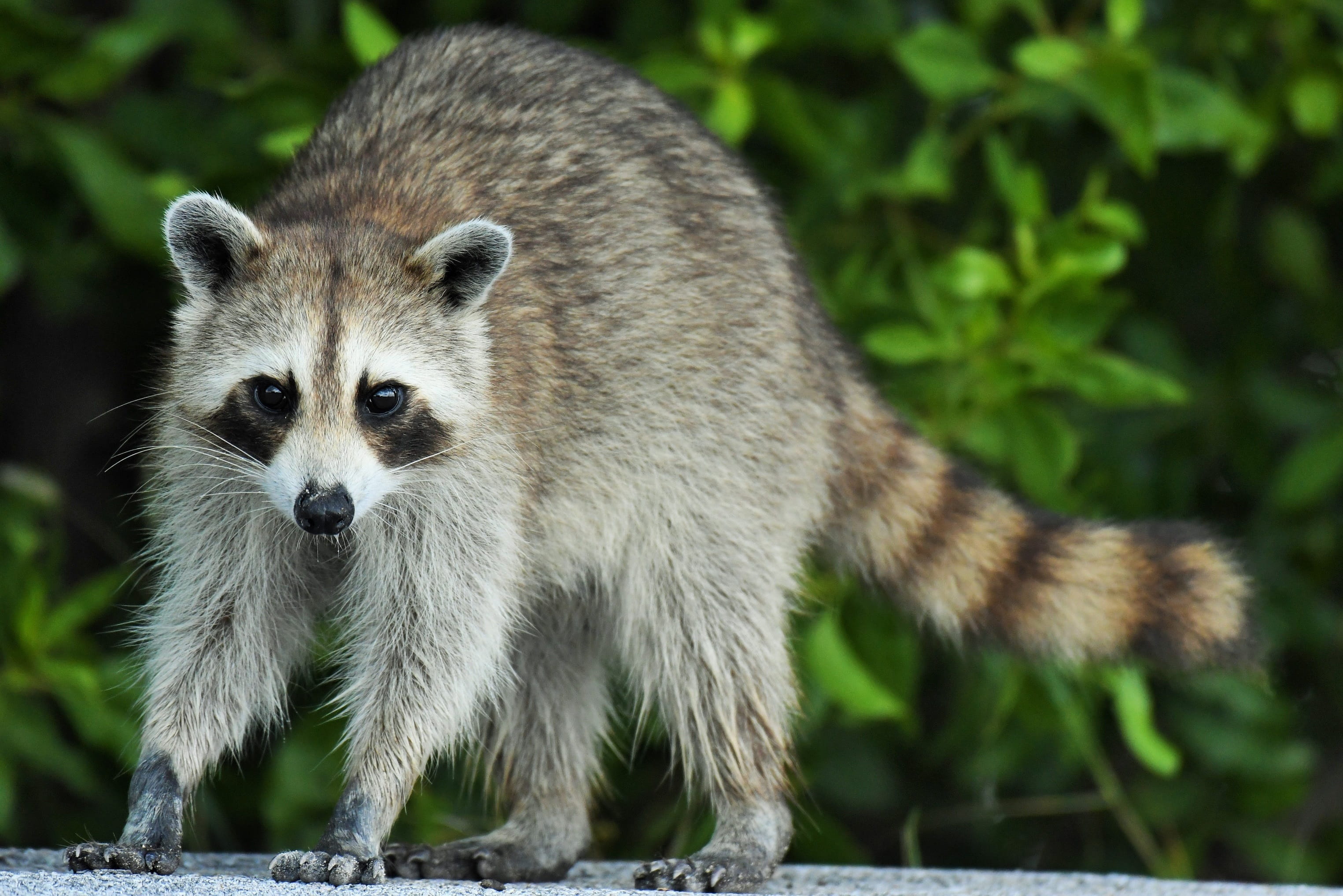 mask, plunder, no people, fur animals, animals in the wild, one animal, pest, portrait, cute, animal, animal wildlife, culture follower, nocturnal, raccoon, HD Wallpaper