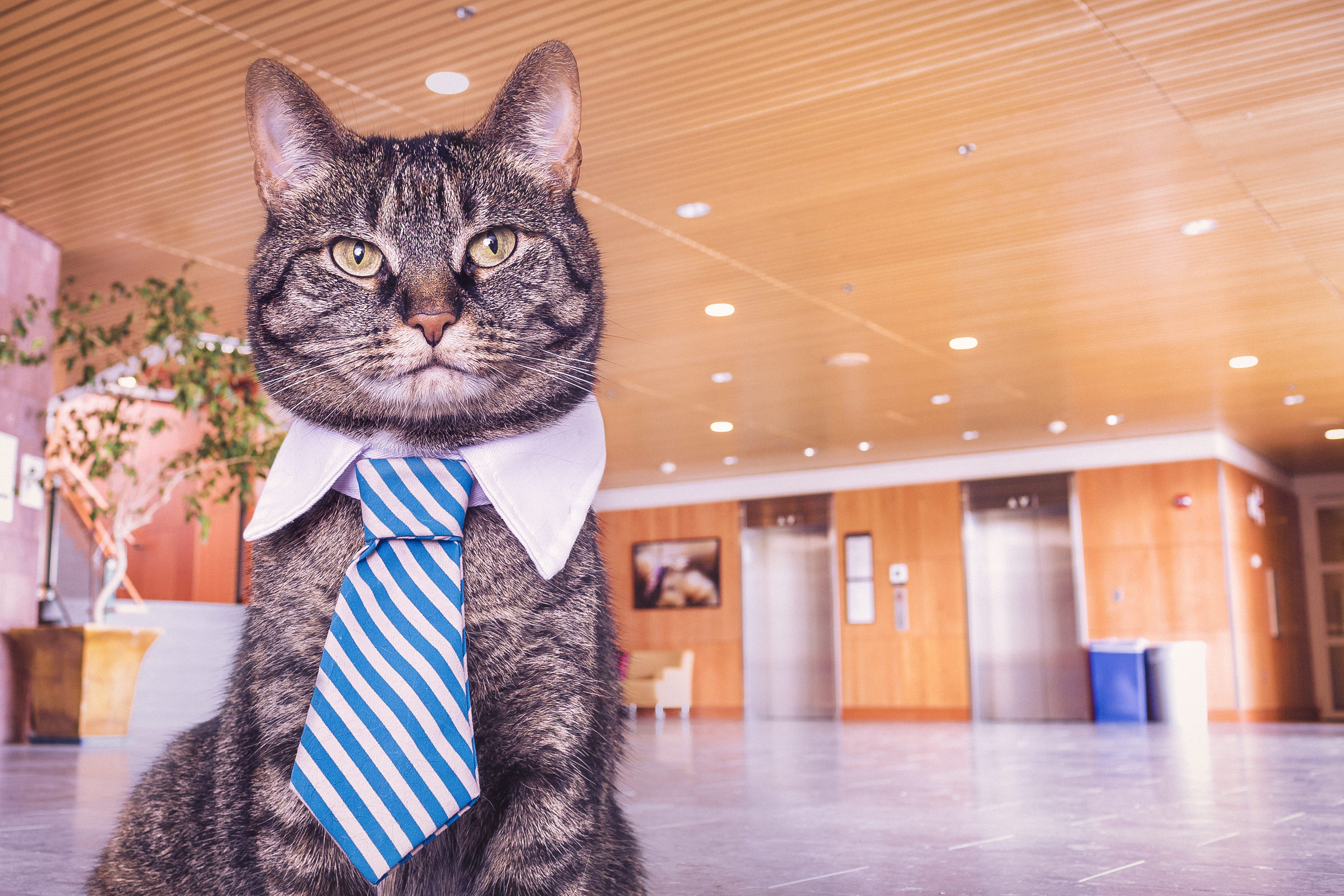 pets, humor, animals, necktie, silly, kitty, cat, 4K, domestic Cat, mammal, boss, wearing, domestic, business, males, suit, well-dressed, portrait, animal, HD Wallpaper