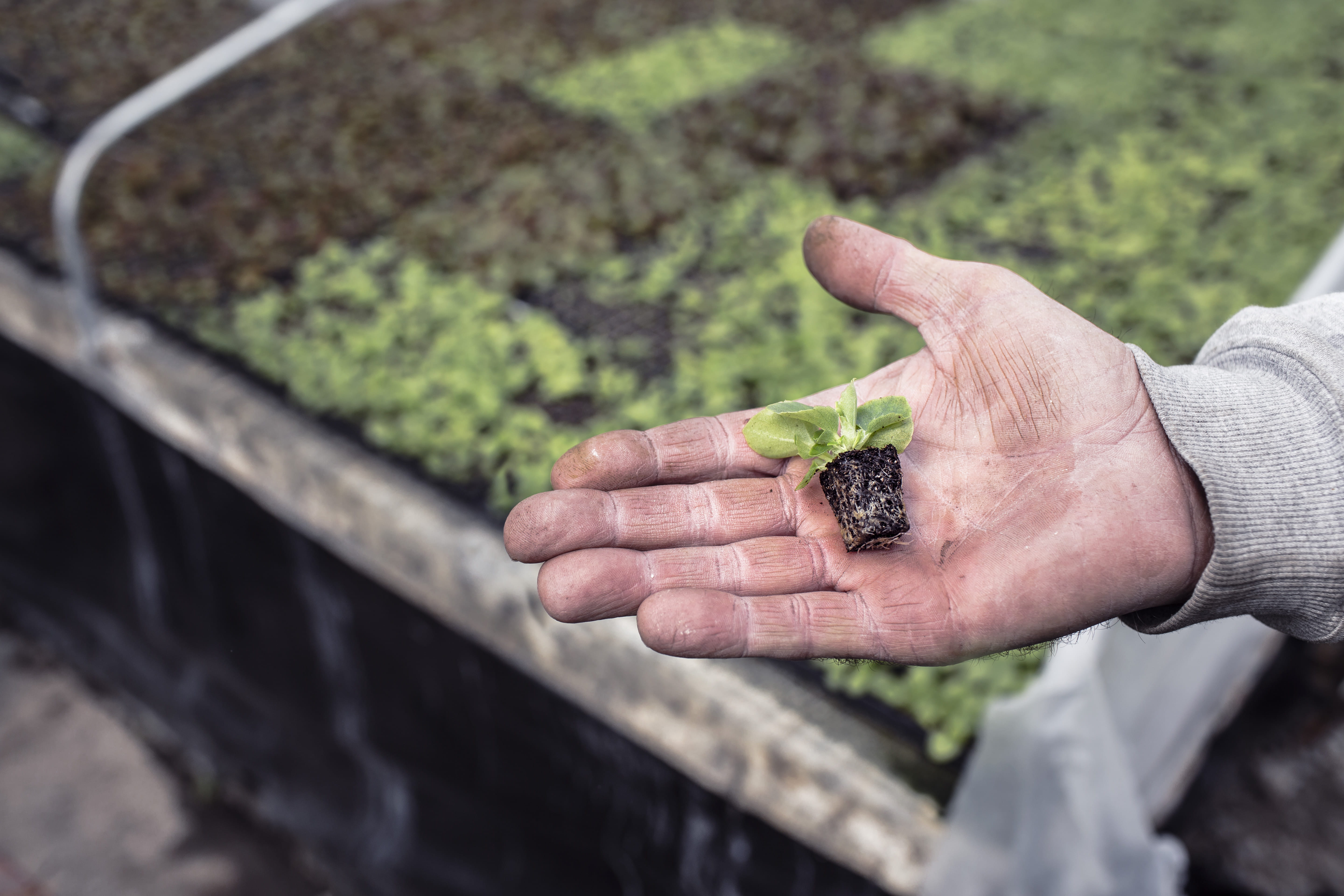 food, gardening, focus on foreground, human Hand, dirt, planting, outdoors, farmer, adult, one man only, baby, seedling, green, agriculture, environment, HD Wallpaper