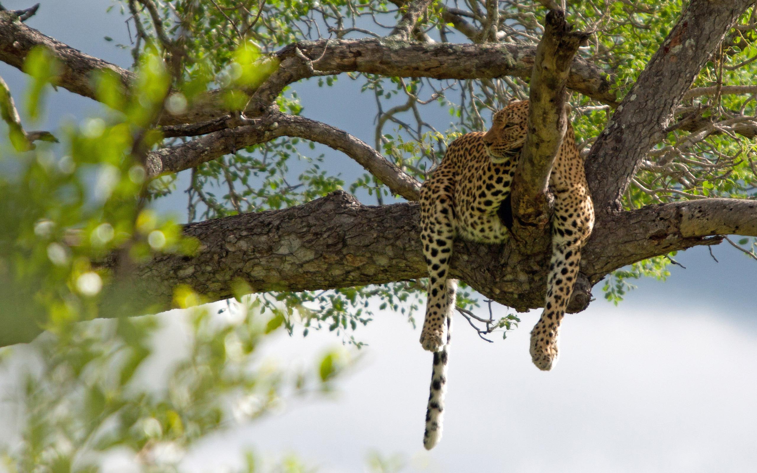 2K, tree, leopard, animals, lazy, 2560x1600, HD Wallpaper