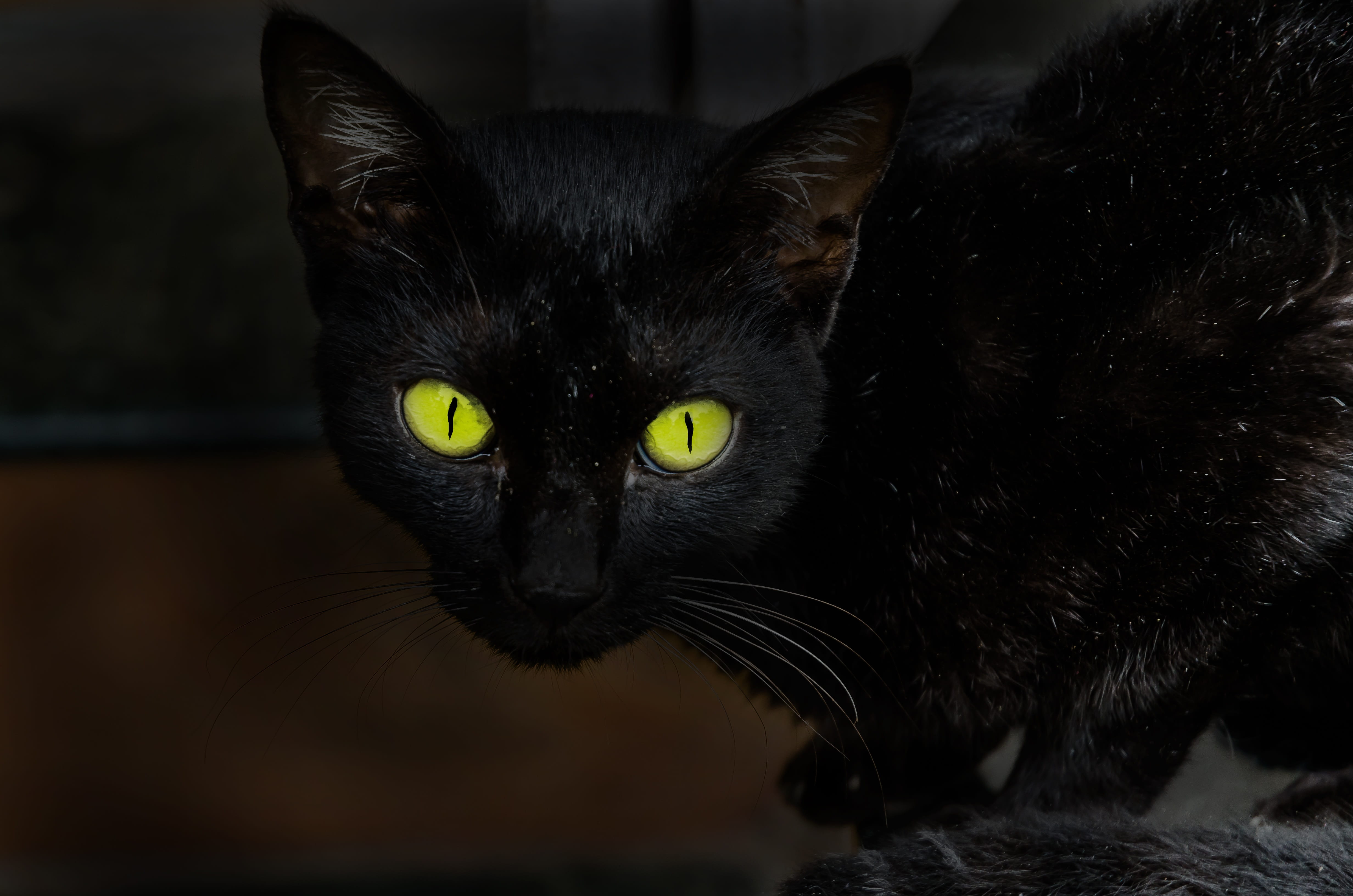 adorable, yellow, animal eye, animal themes, animal head, 4K, animal body part, black cat, feline, mysterious, omen, indoors, haunted, portrait, close-up, HD Wallpaper