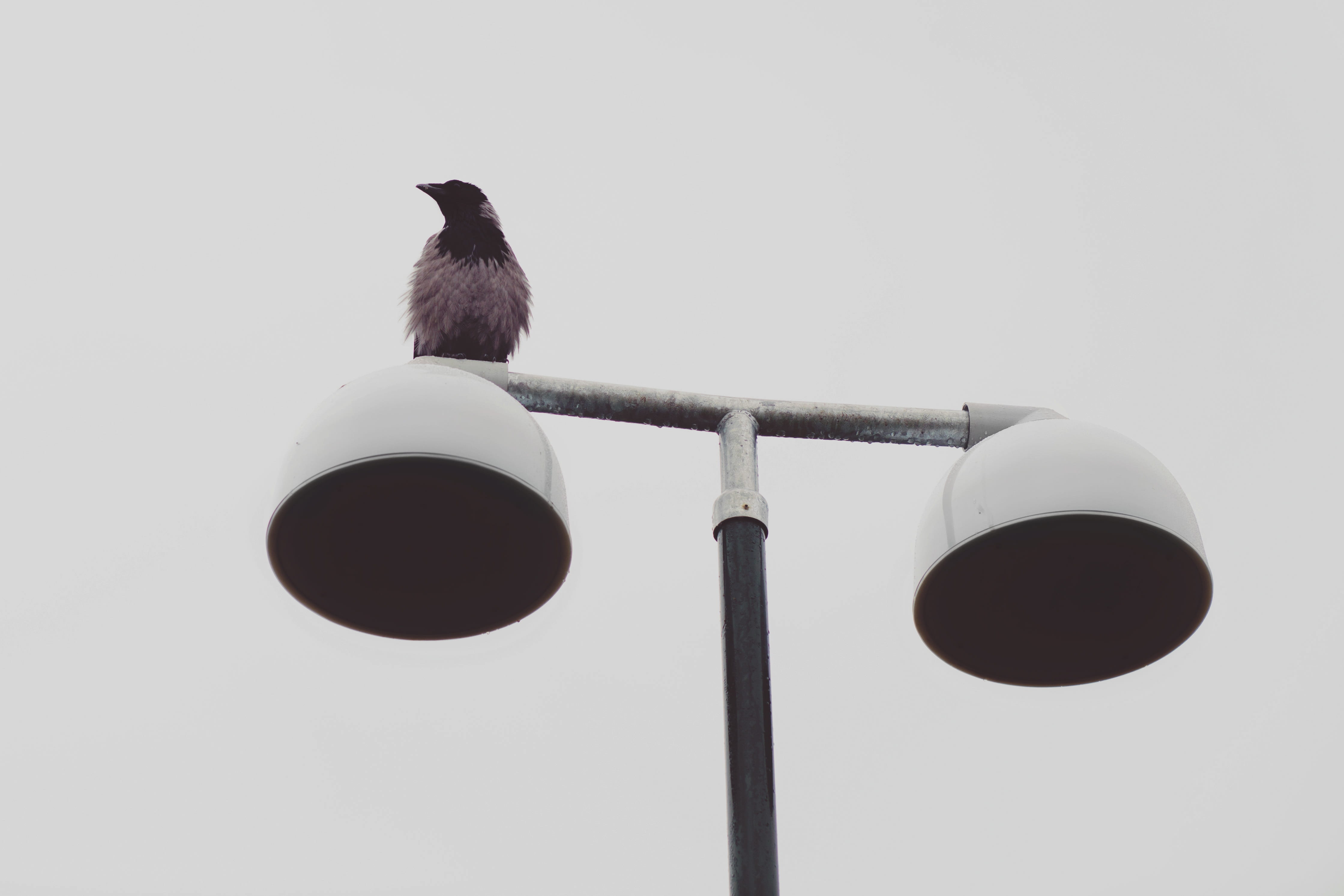 raven - bird, 4K, animal themes, animal wildlife, nature, gloomy, symbol, animals in the wild, communication, lantern, vertebrate, no people, rook, animal, HD Wallpaper