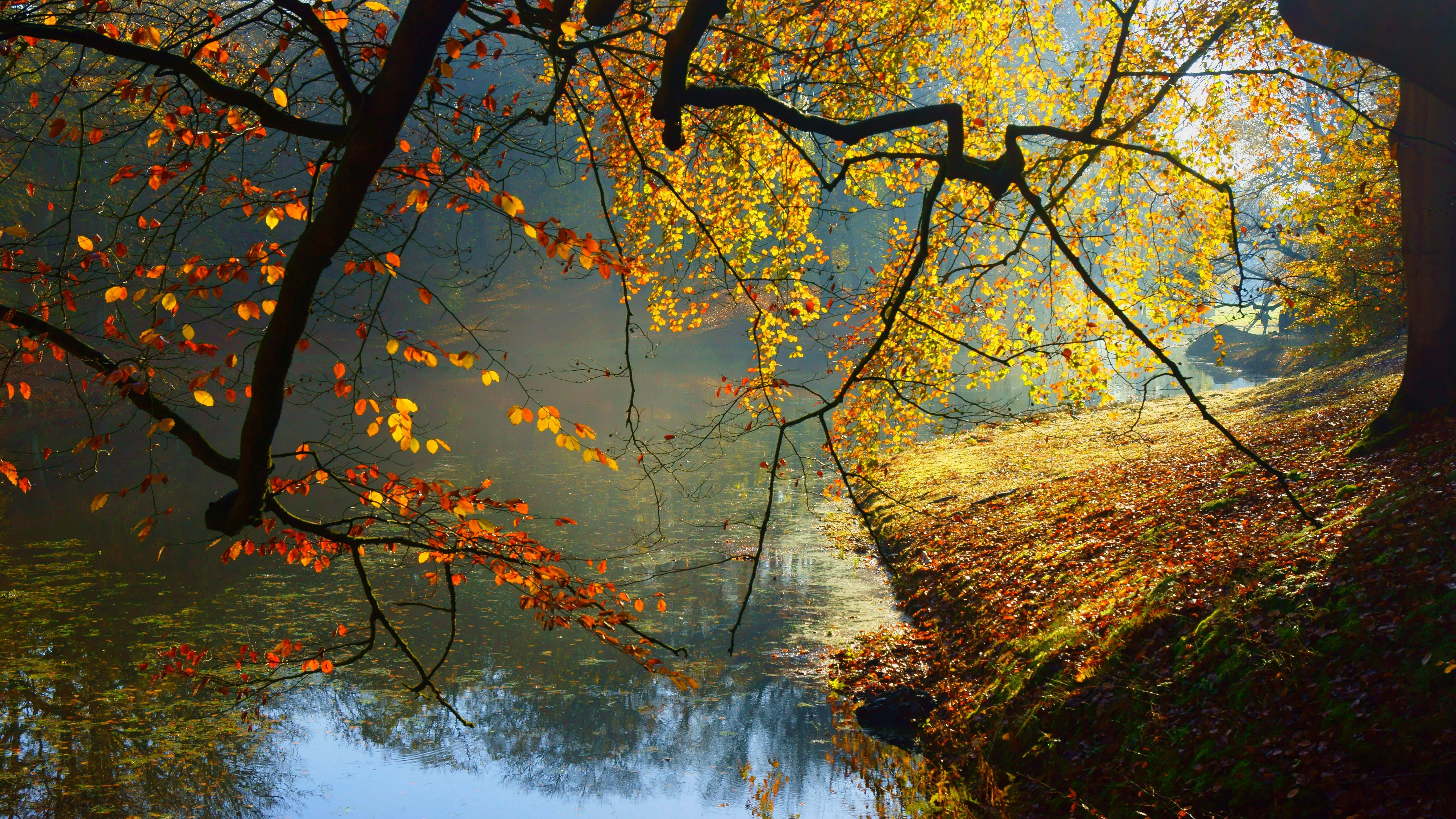 autumn collection, nature, scenics - nature, tranquil scene, orange color, water, leaf, day, land, plant, 8k  nature inspired wide, 8K, flowing water, HD Wallpaper